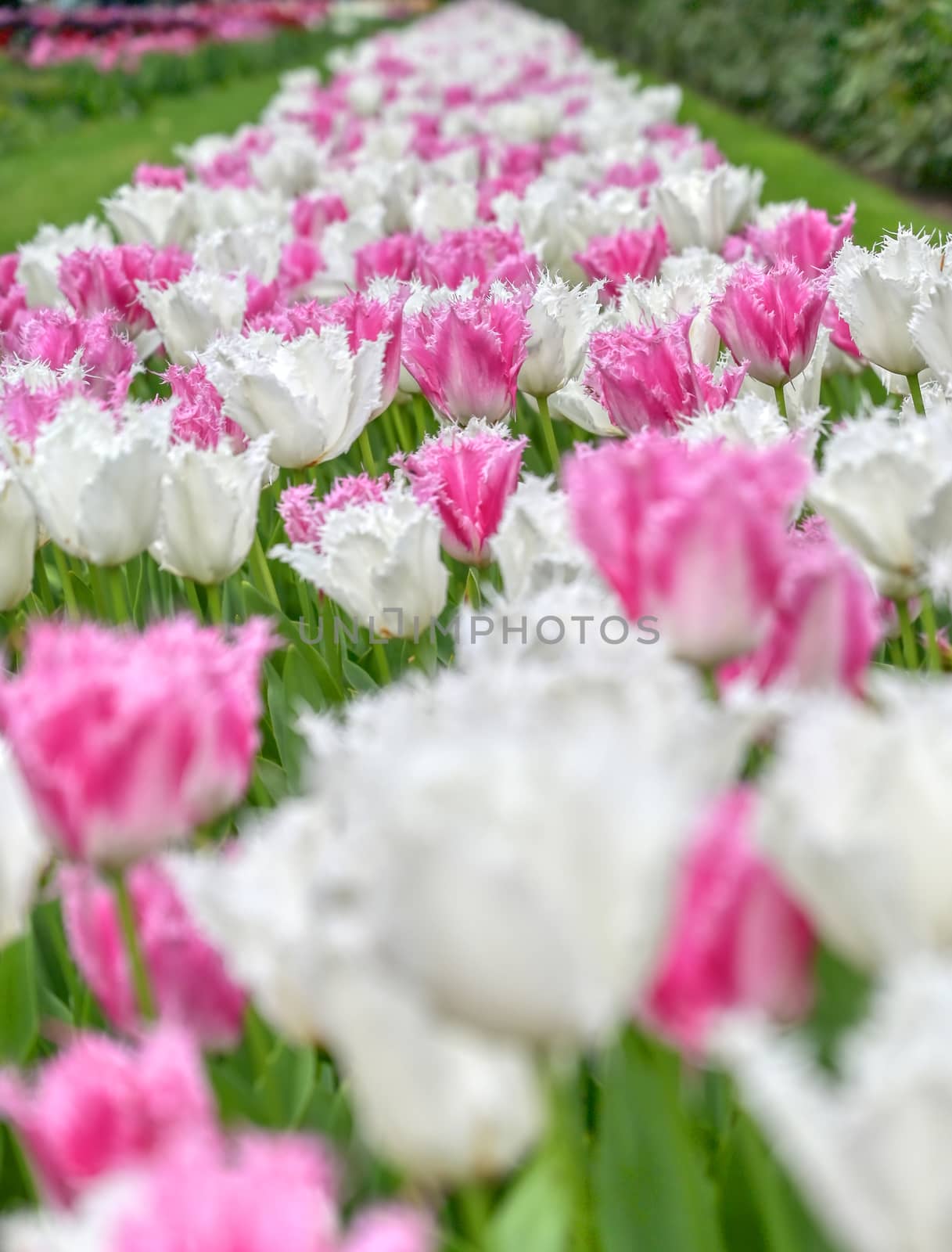 Rows of tulips and other flowers in a garden in the Netherlands.