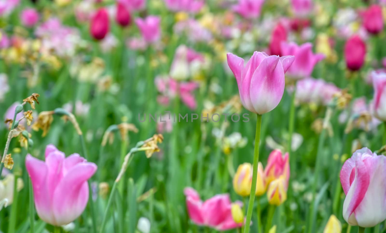 Rows of tulips and other flowers in a garden in the Netherlands.