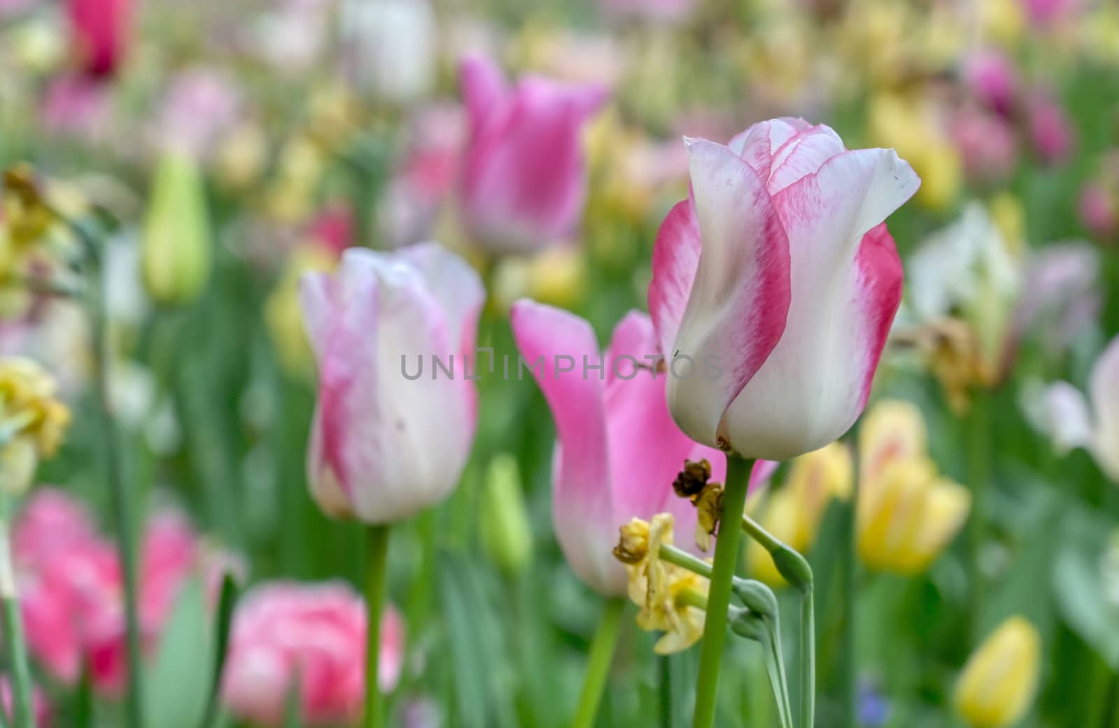 Rows of tulips and other flowers in a garden in the Netherlands.