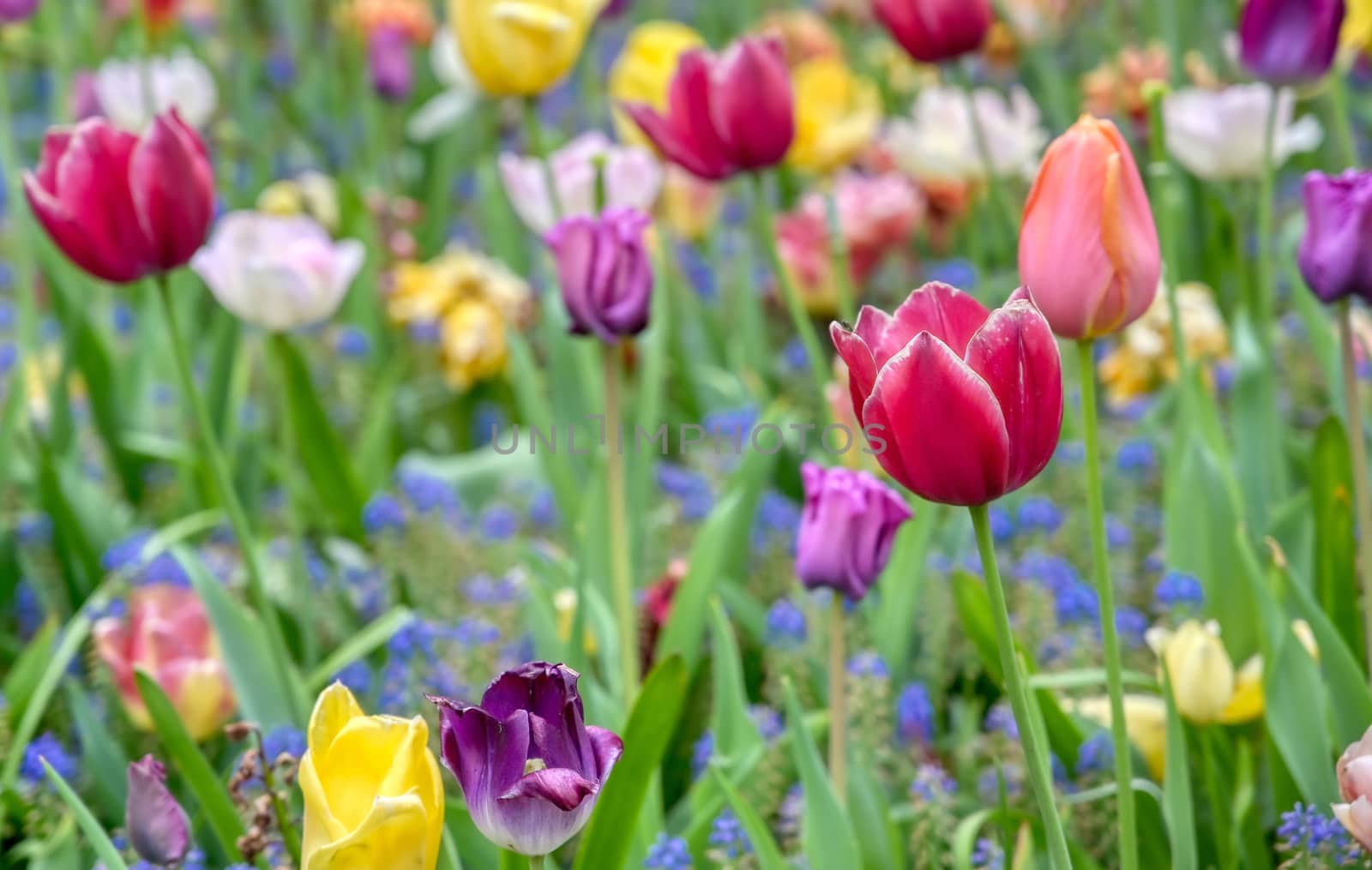 Rows of tulips and other flowers in a garden in the Netherlands.