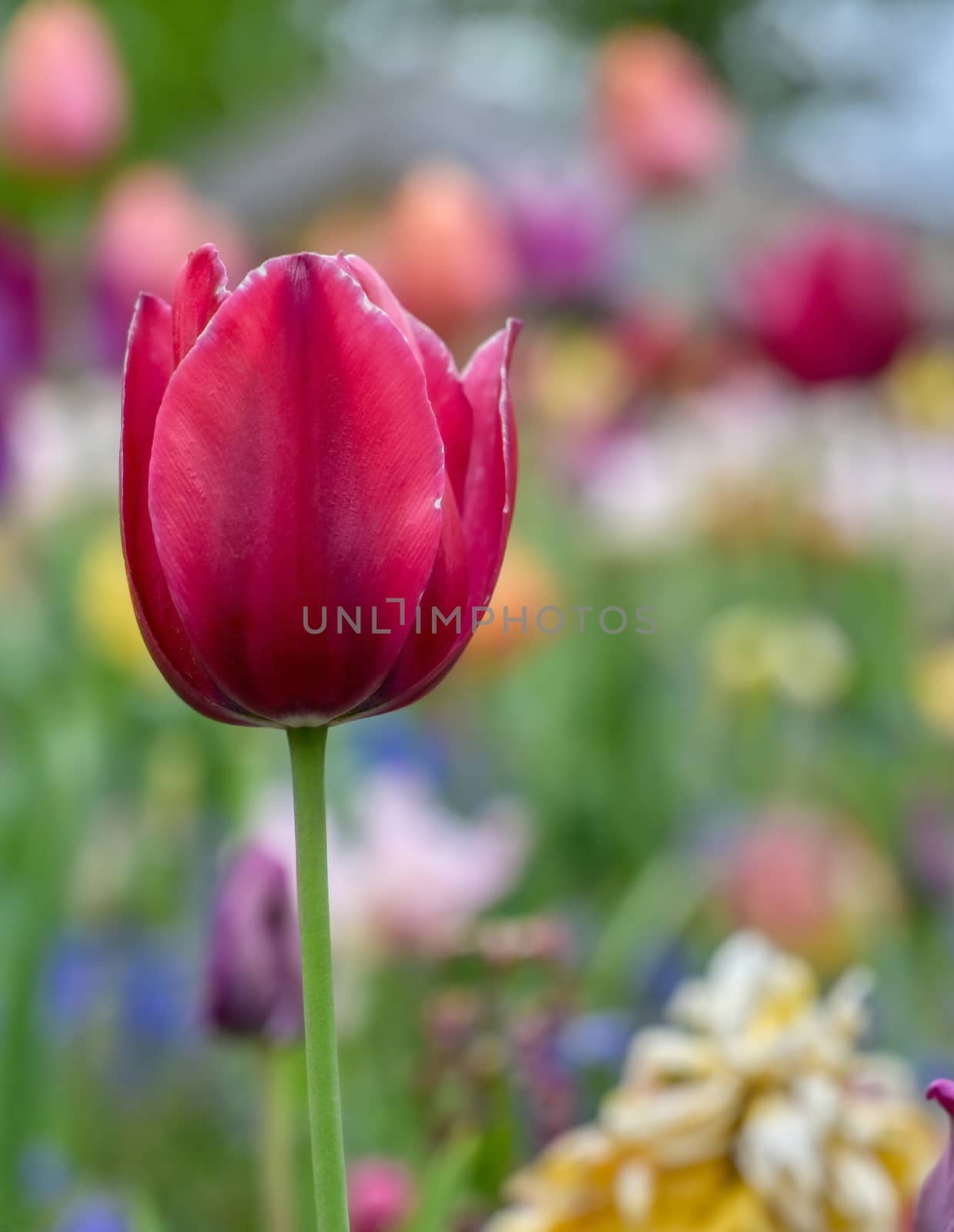 Rows of tulips and other flowers in a garden in the Netherlands.