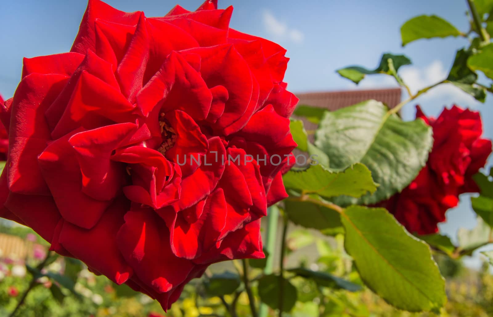 Beautiful red rose on a Bush in the glow and rays of the sunset. The horizontal frame.