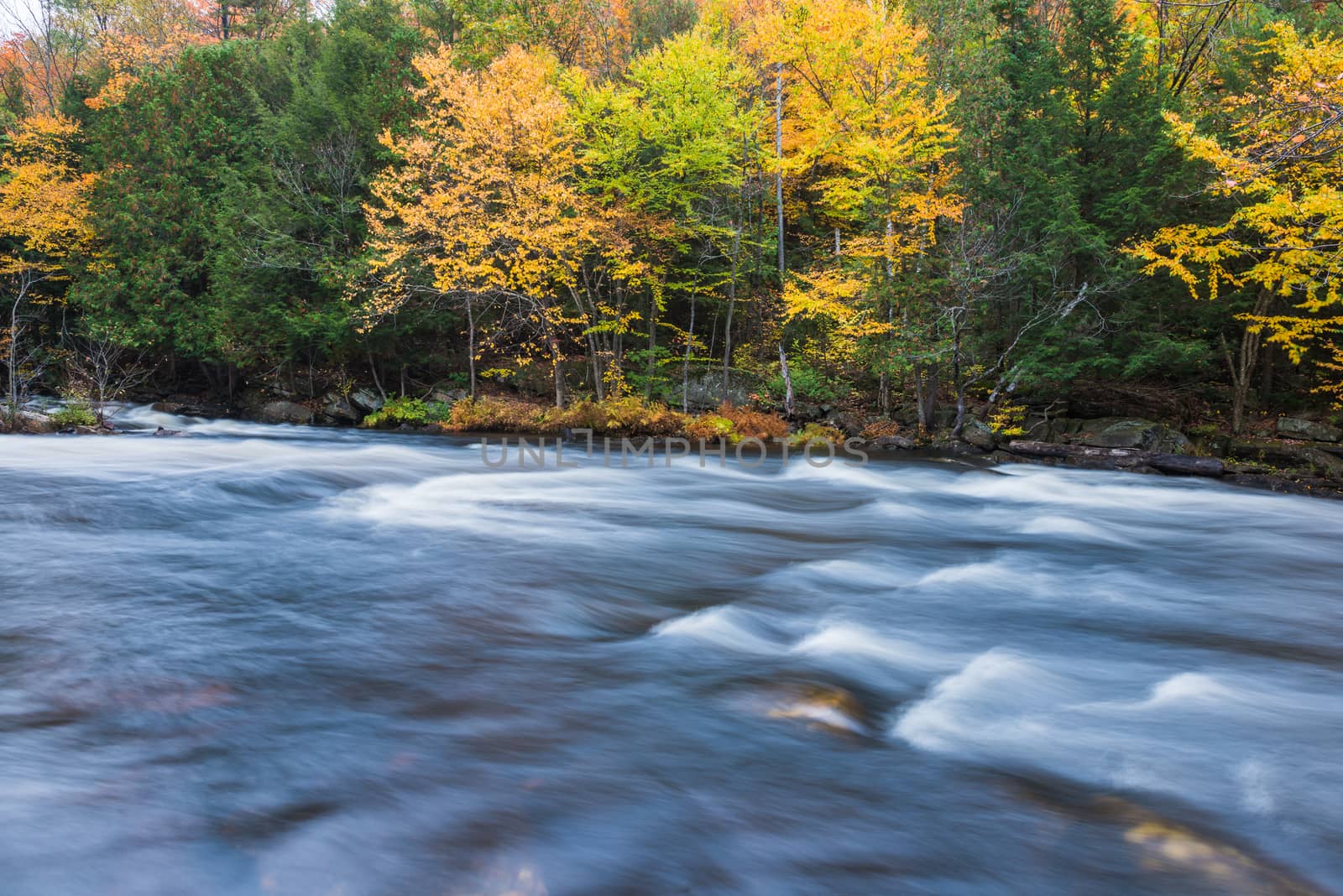 Colorful autumn forest on a riverside of Oxtongue river, Muskoka, Ontario