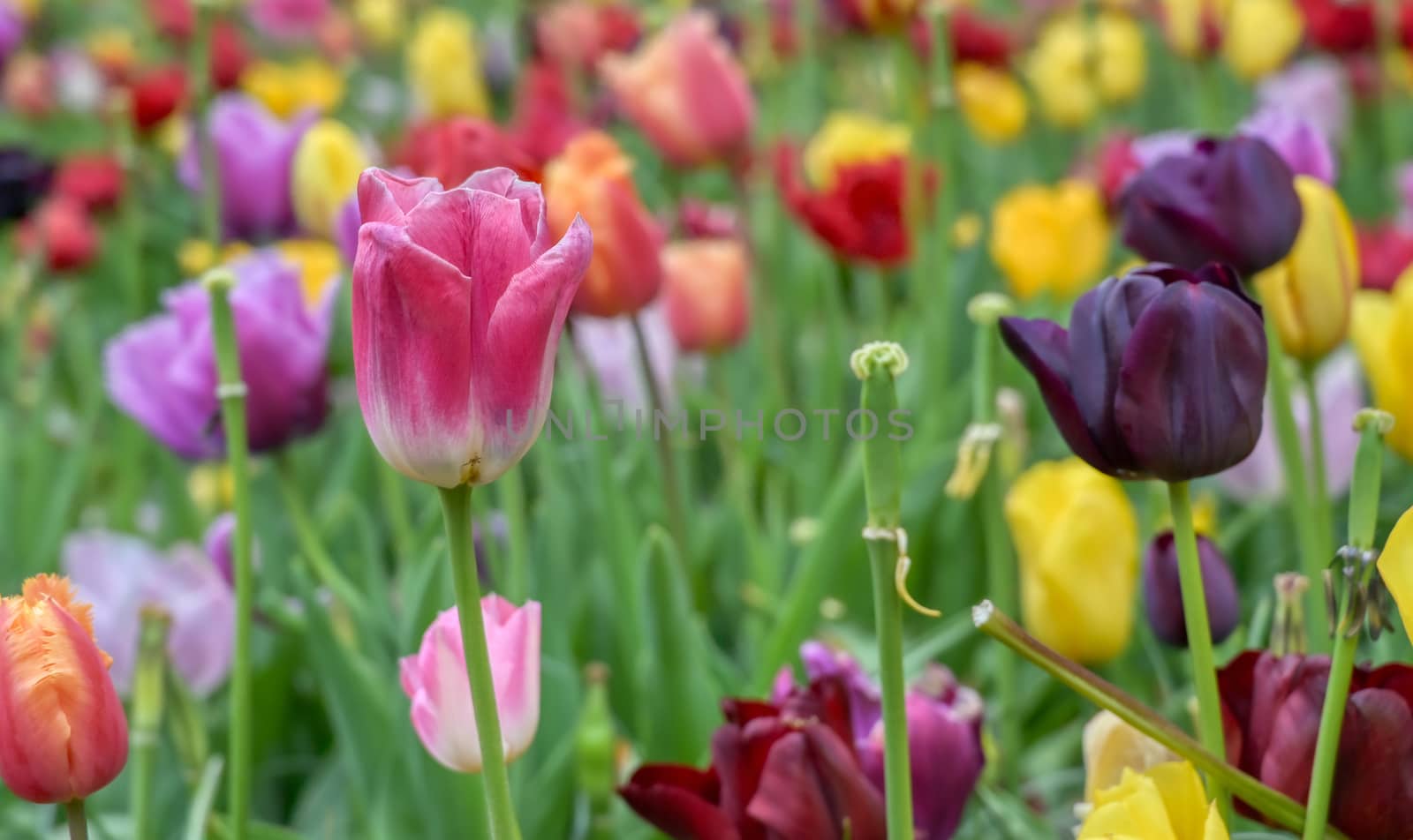 Tulips in Holland by jbyard22