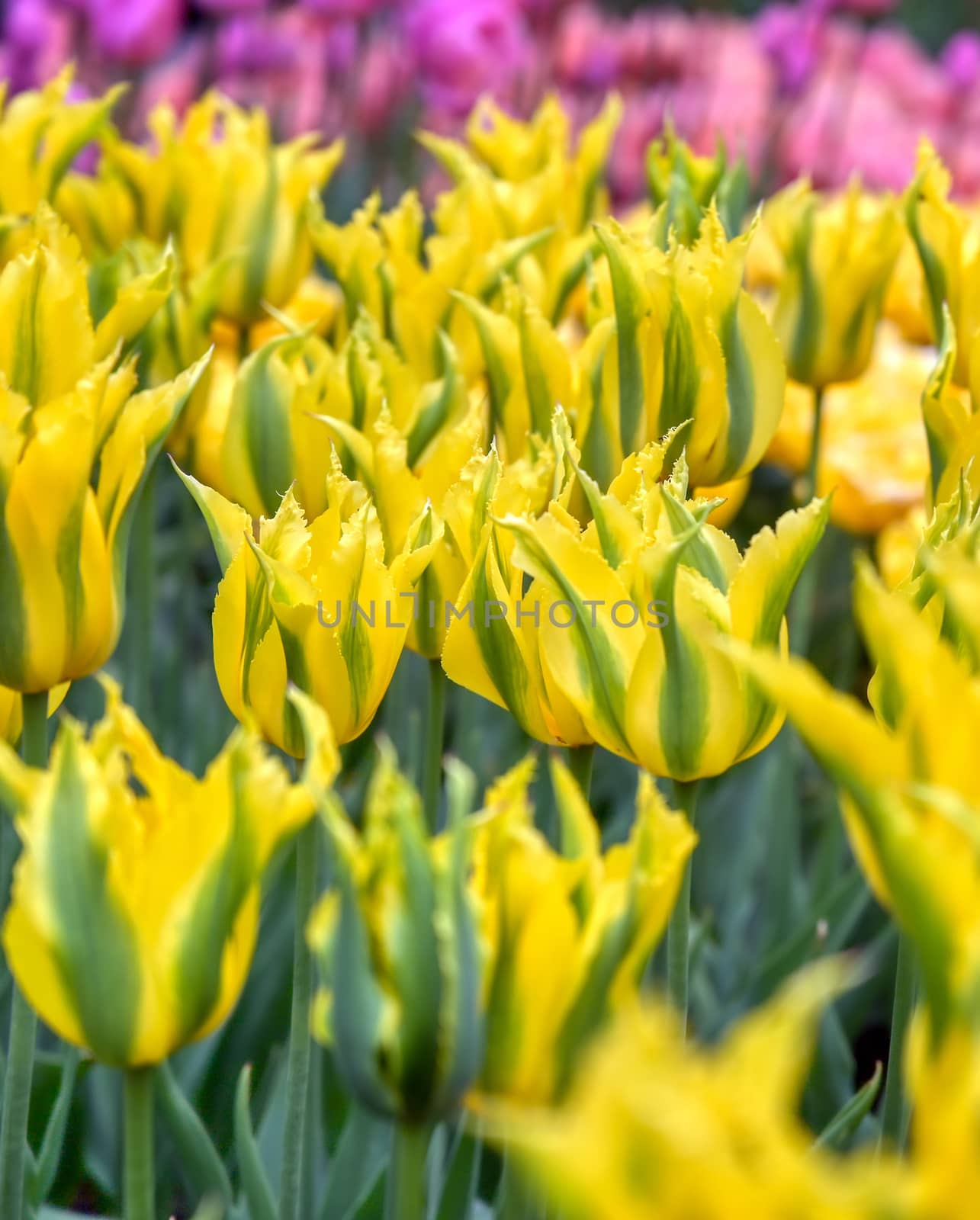 Rows of tulips and other flowers in a garden in the Netherlands.