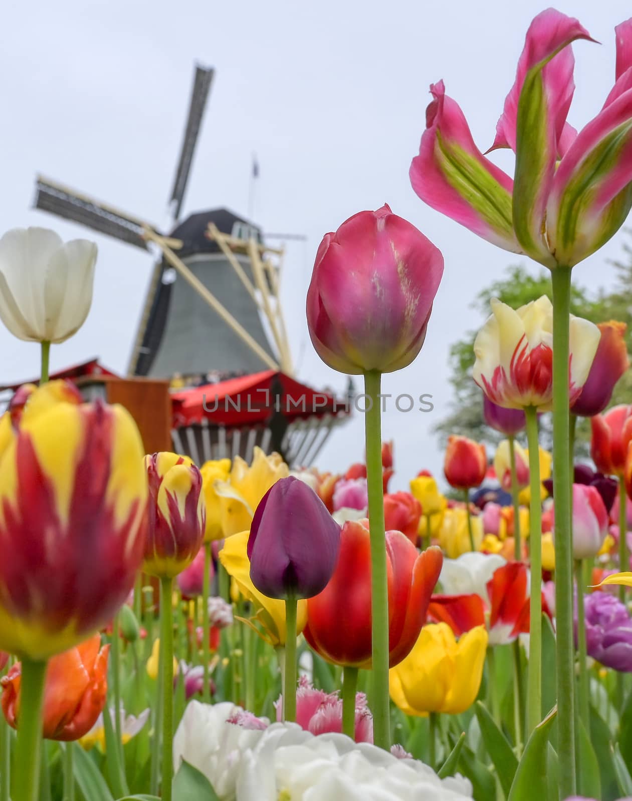 Tulips surrounding a windmill in the Netherlands.