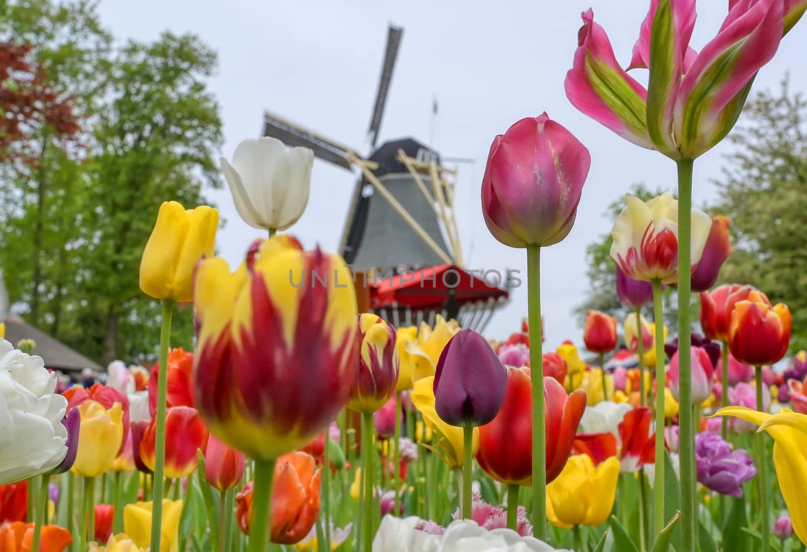 Tulips surrounding a windmill in the Netherlands.