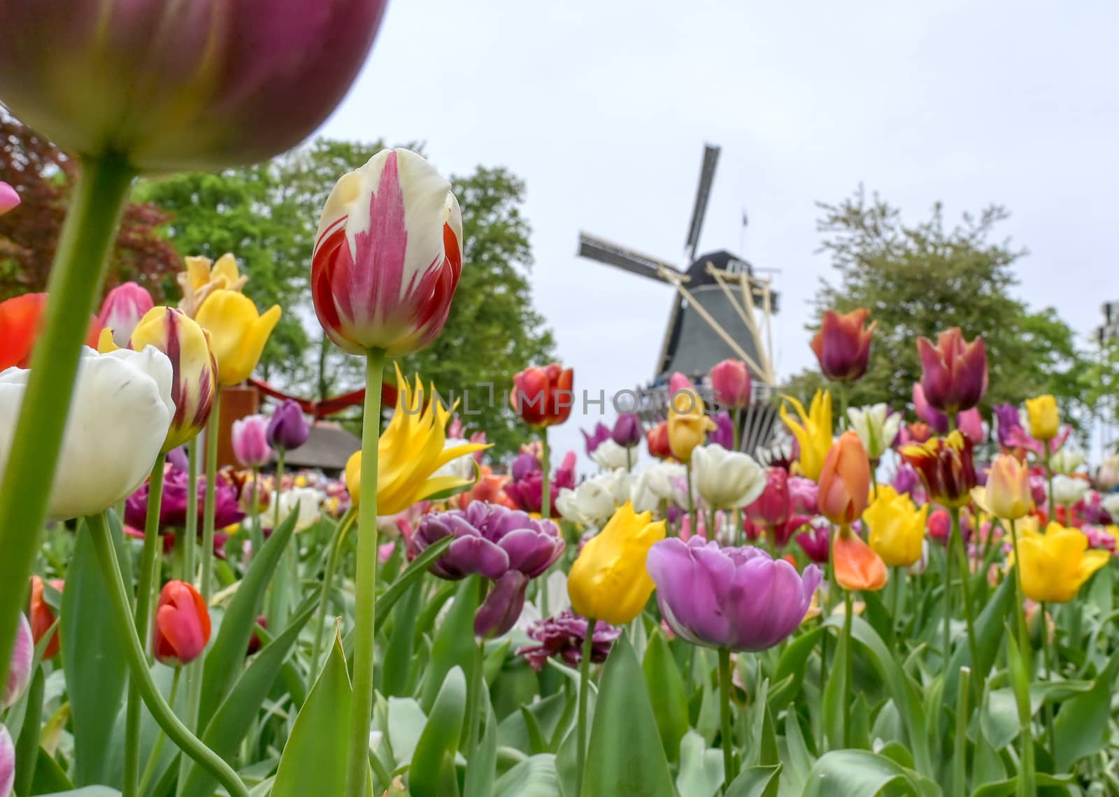 Tulips surrounding a windmill in the Netherlands.