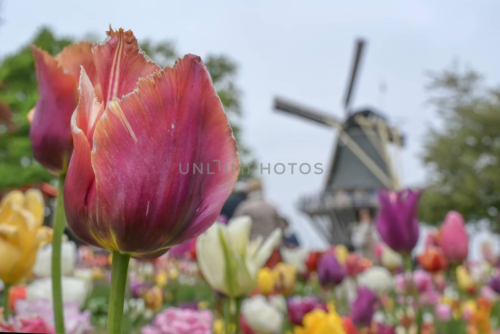 Tulips surrounding a windmill in the Netherlands.