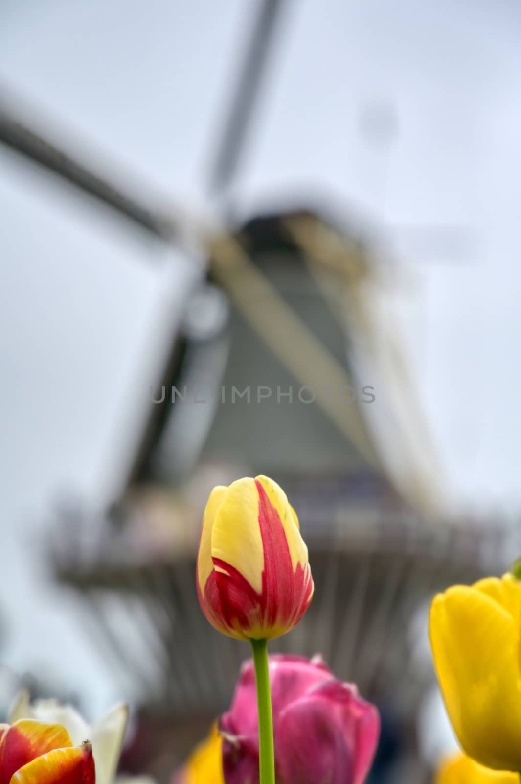 Tulips surrounding a windmill in the Netherlands.