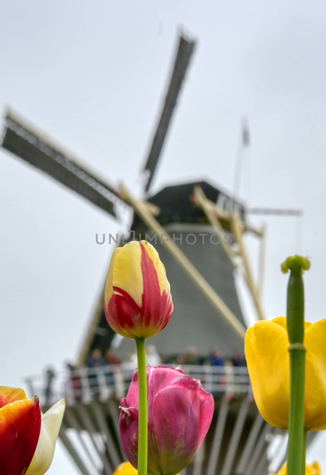 Tulips surrounding a windmill in the Netherlands.