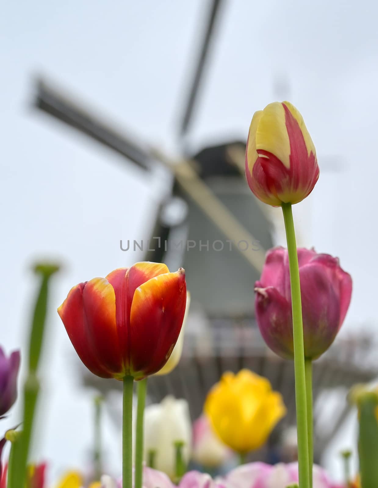 Tulips surrounding a windmill in the Netherlands.