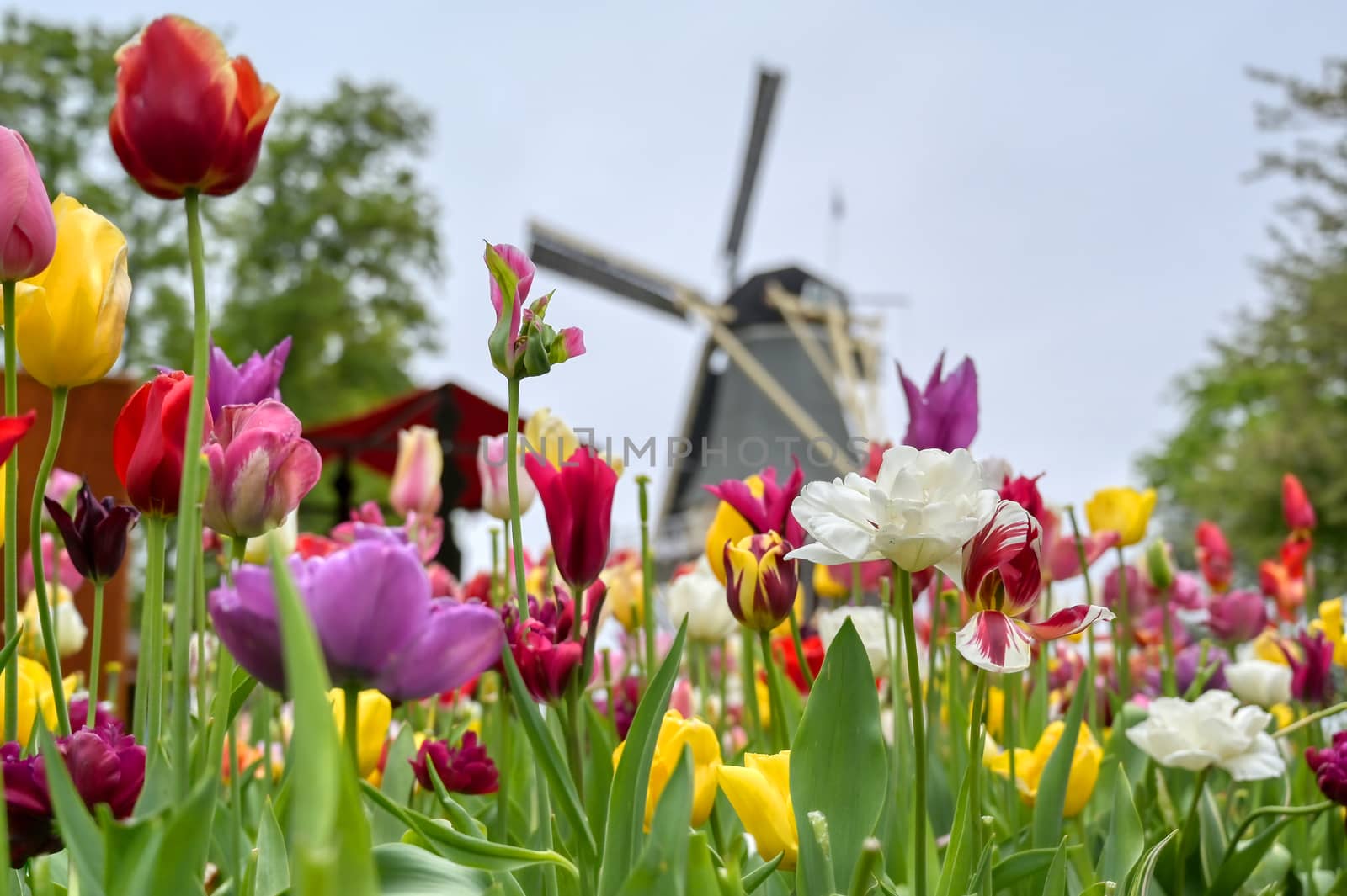 Tulips surrounding a windmill in the Netherlands.