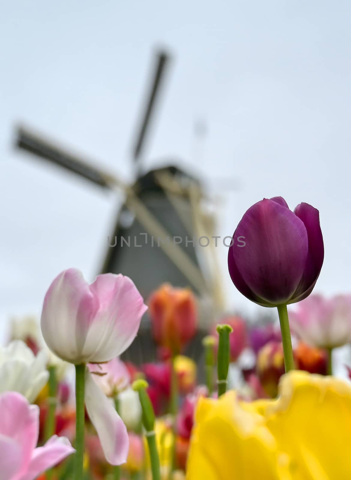 Tulips surrounding a windmill in the Netherlands.