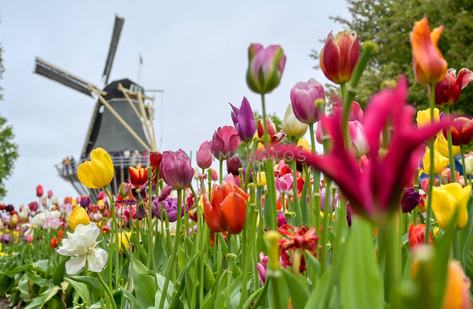 Tulips surrounding a windmill in the Netherlands.