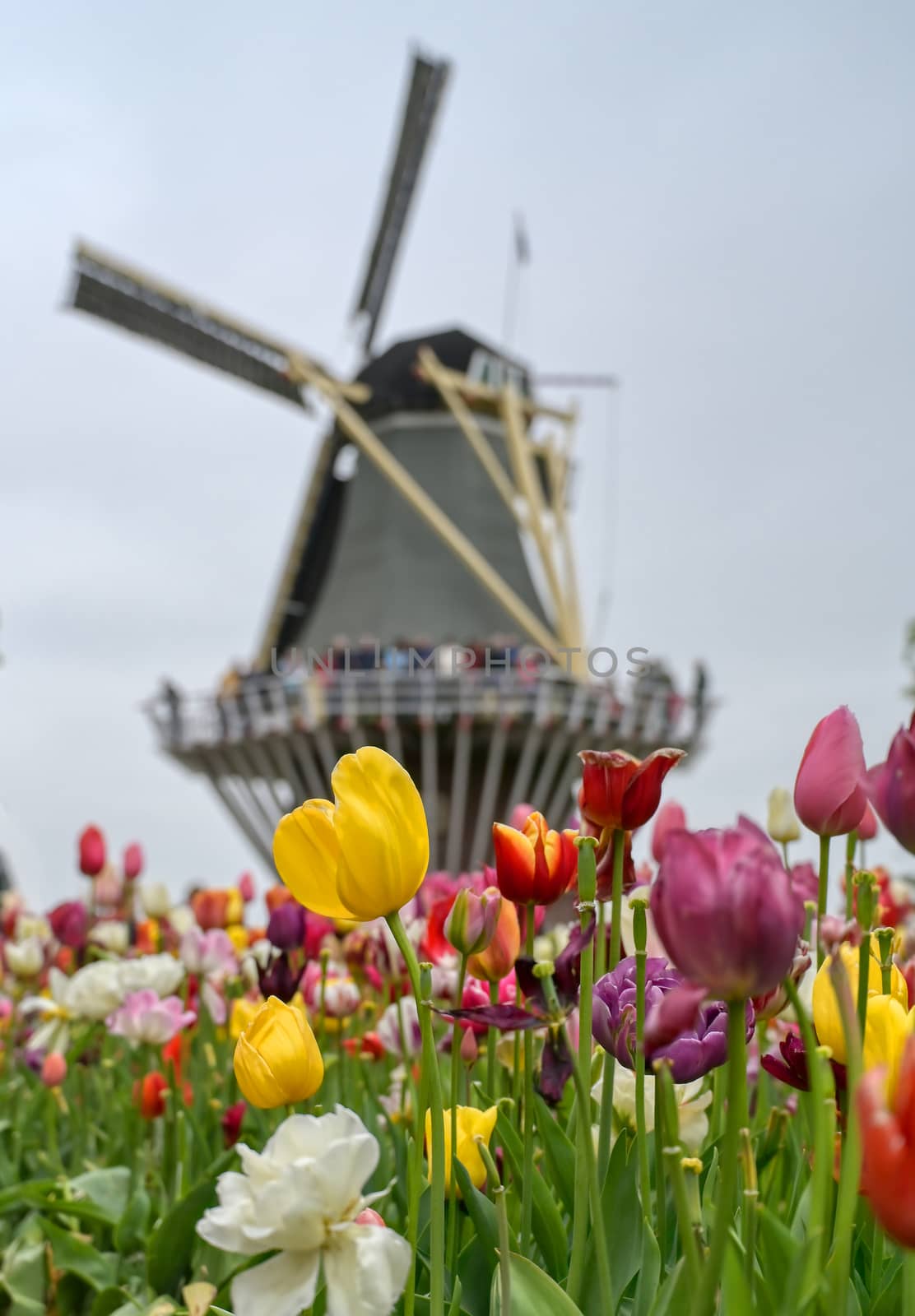 Tulips and windmills in Holland by jbyard22