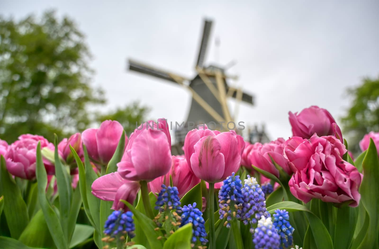 Tulips surrounding a windmill in the Netherlands.