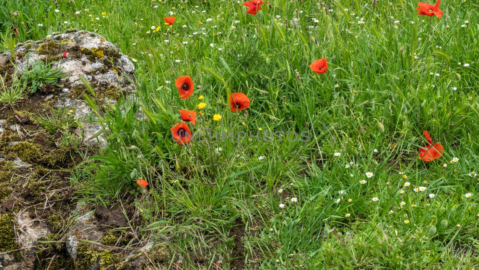 Diksmuide, Flanders, Belgium -  June 19, 2019: Historic WW1 Trenches, called Dodengang along IJzer River, shows gray-brown stone-hard sandbags, green grass, red poppies.