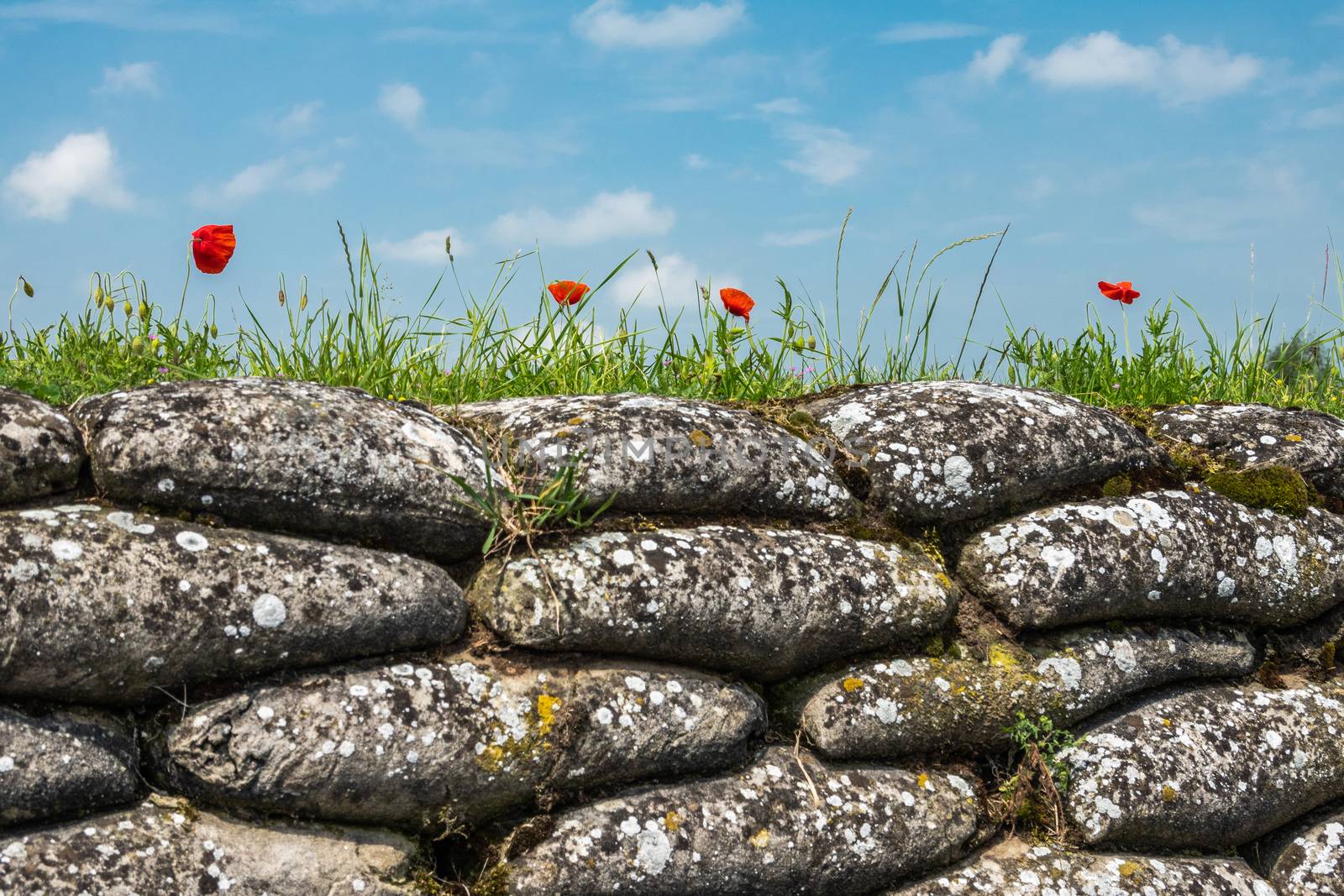 In Flanders Fields the Poppies Blow, Diksmuide, Flanders, Belgiu by Claudine