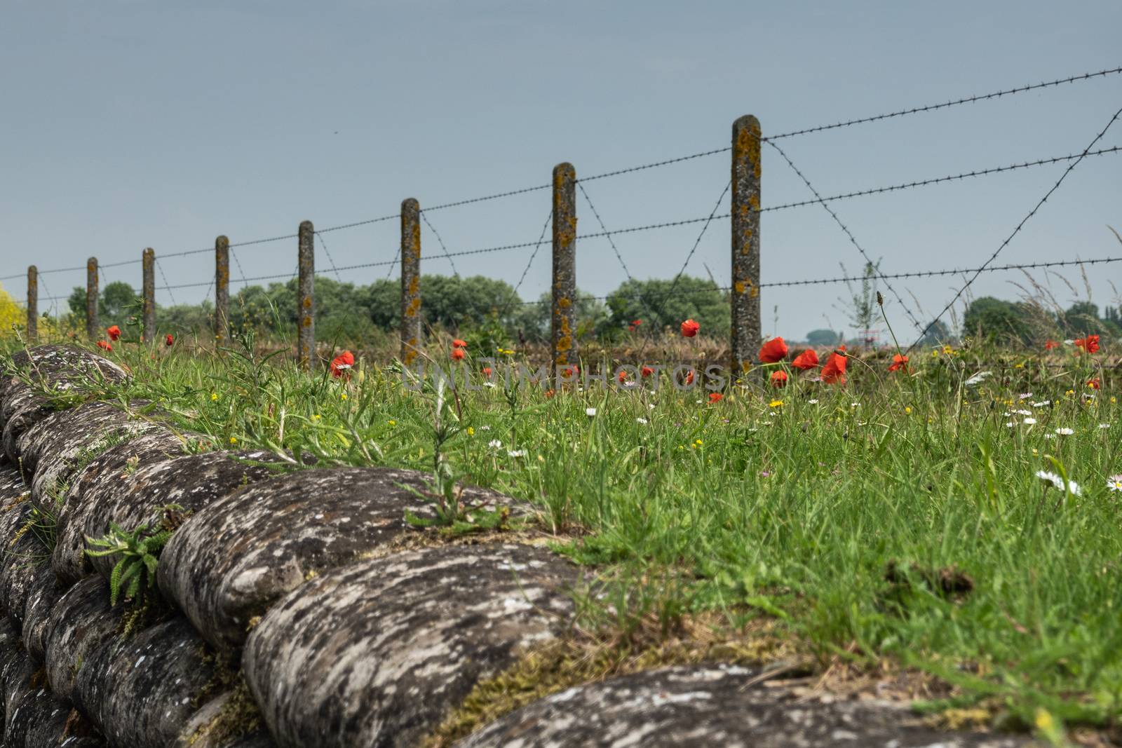 Diksmuide, Flanders, Belgium -  June 19, 2019: Historic WW1 Trenches, called Dodengang along IJzer River, shows gray-brown stone-hard sandbags, green grass, red poppies. Barbed wire fence.