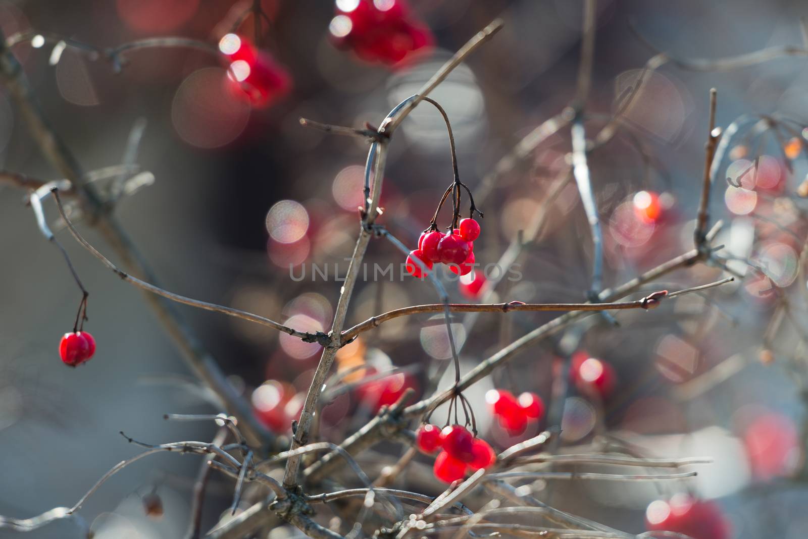 Overriped red berries and fragile twigs of guelder rose (viburnu by nemo269