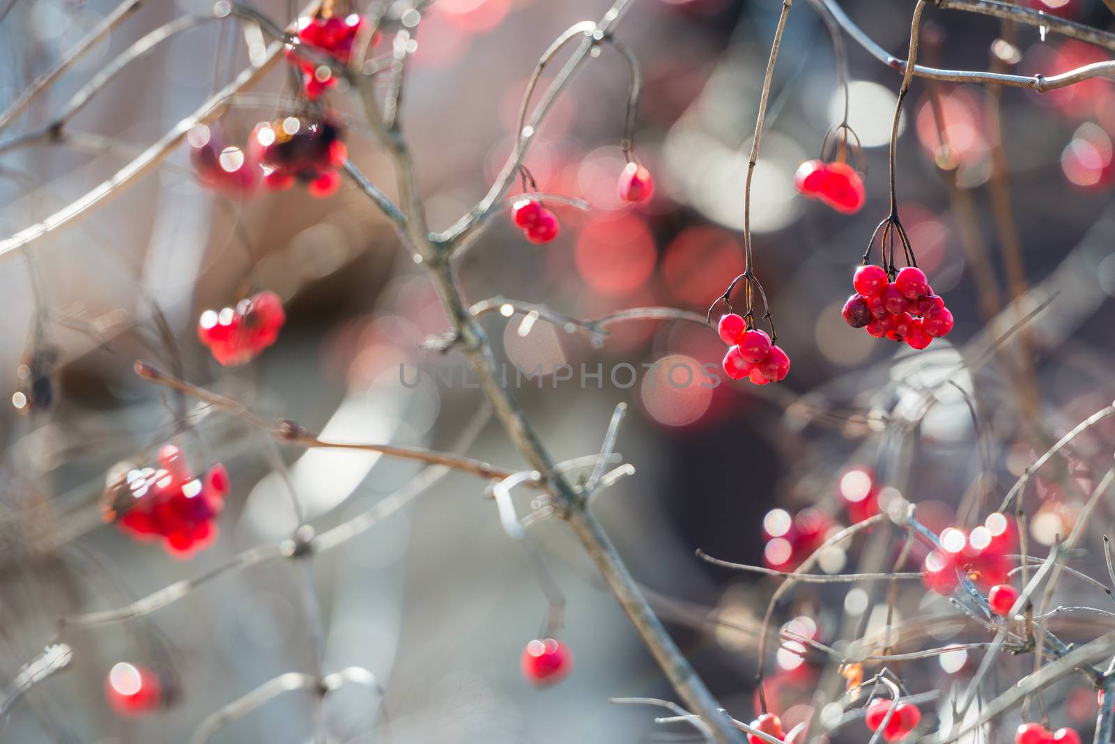 Close view of the overriped last year’s red berries and fragile twigs of guelder rose (viburnum) in shallow depth of field