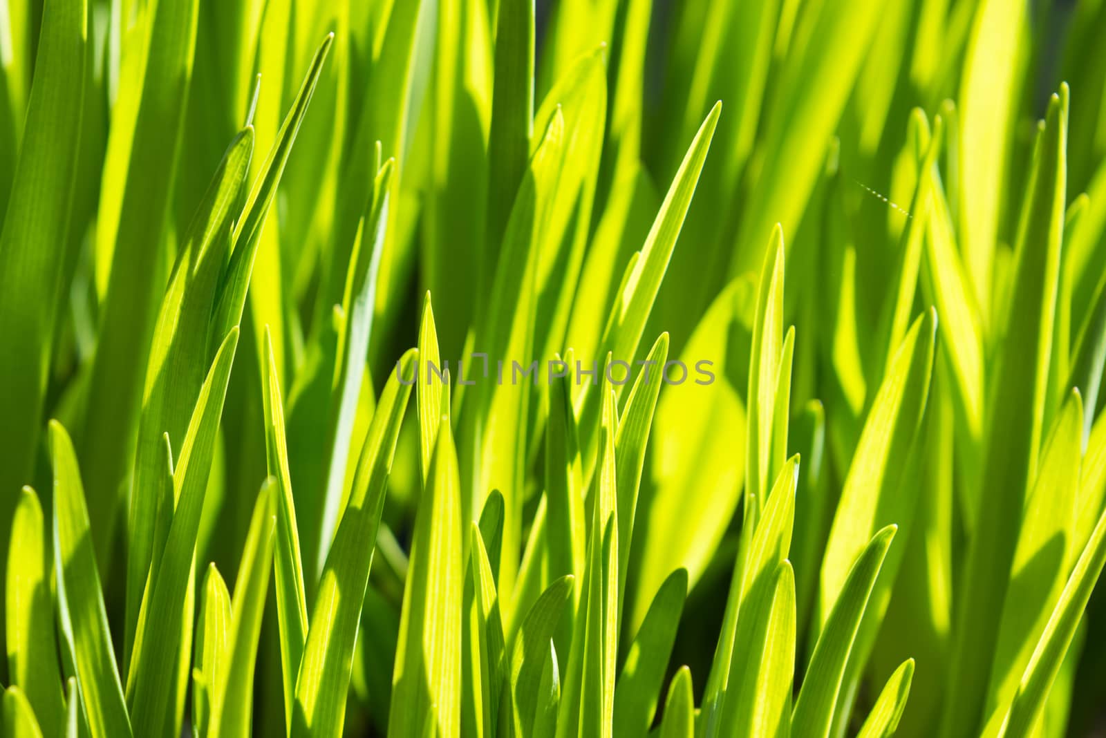 Rich spring green grass, suitable as a background image by nemo269