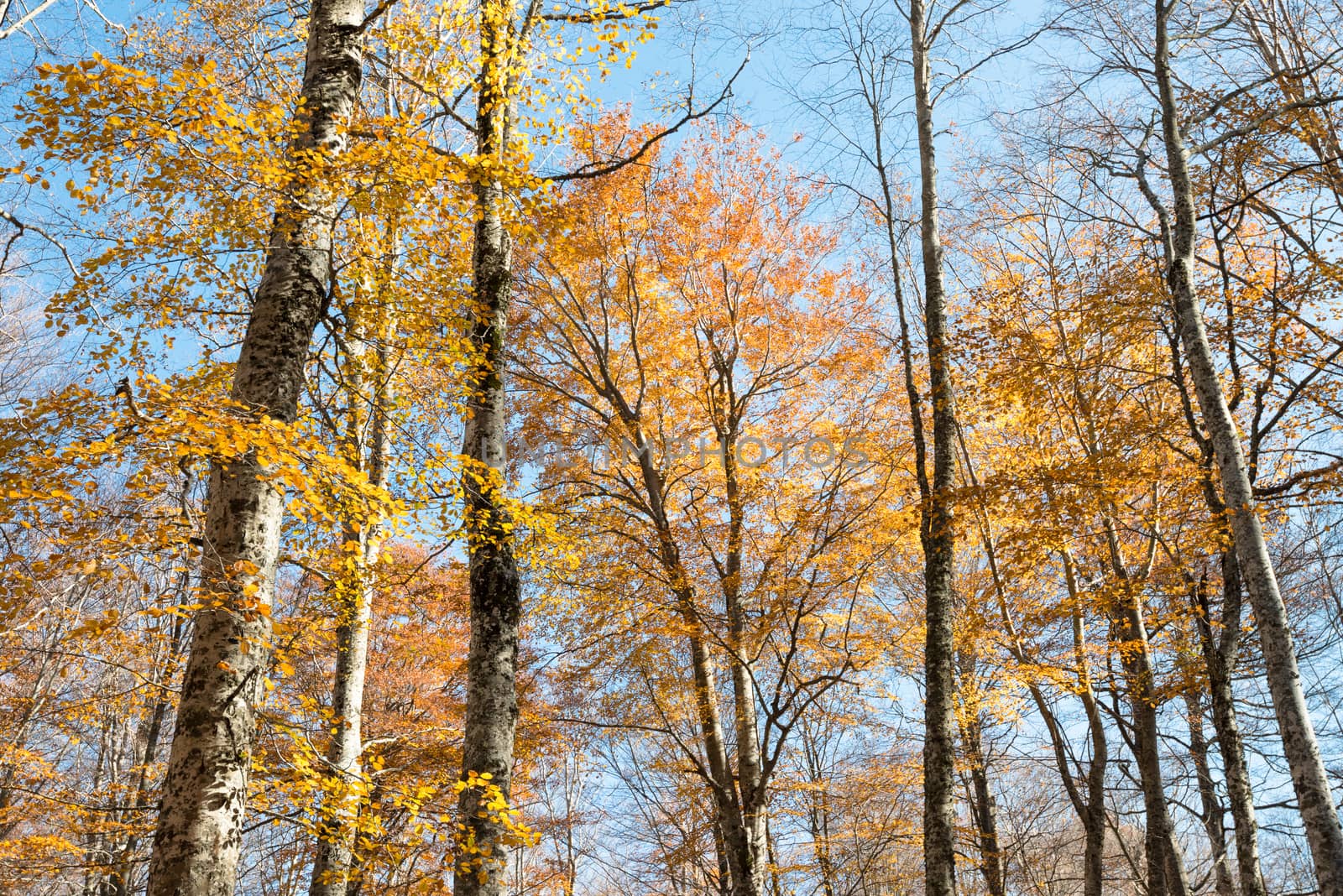 Colorful golden foliage at autumn beech forest on a blue sky background