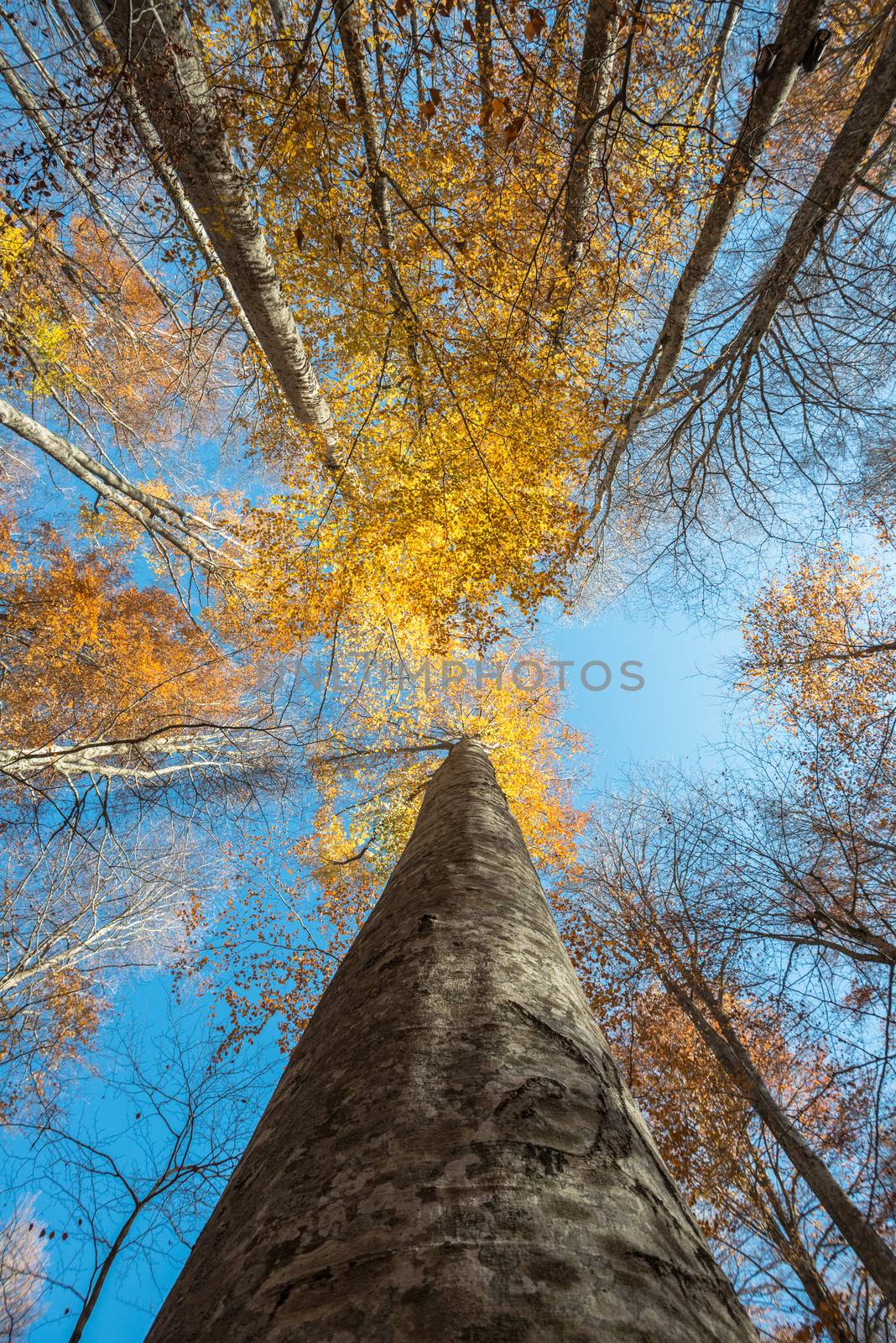 Vertical close view of a beech trunk and colorful golden autumn foliage on a blue sky background