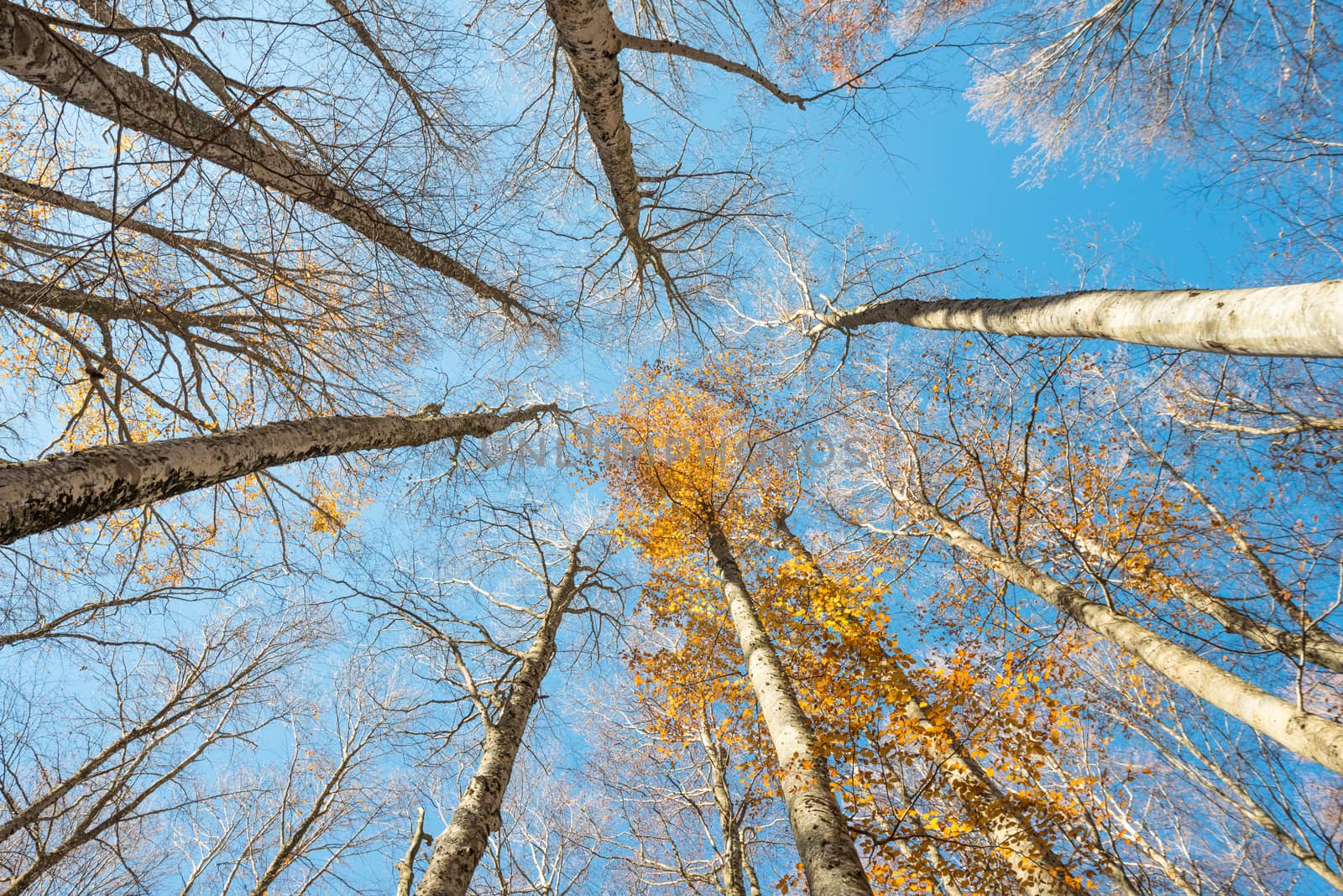 Upward perspective view of tall beech trees with colorful yellow leaves on a blue sky background