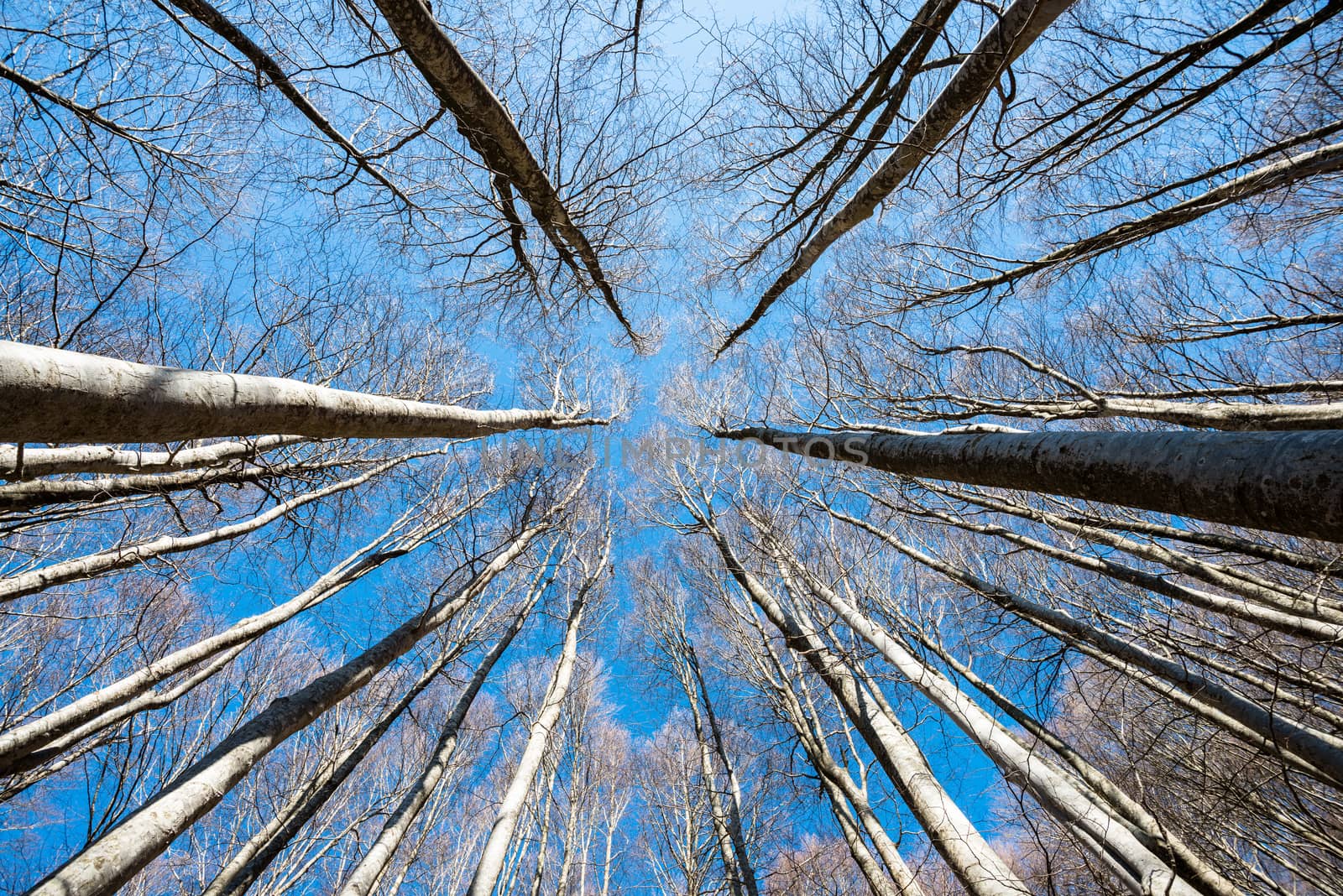 Upward perspective view of tall trees on a blue sky background by nemo269