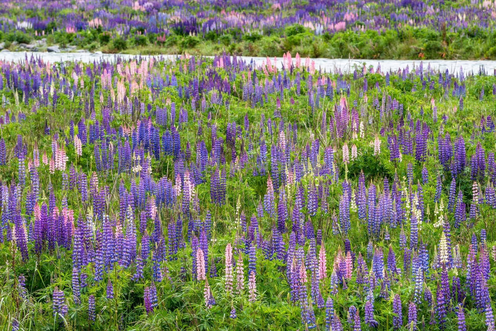 Colourful green pasture with blue lupines at the Eglinton River Valley, New Zealand