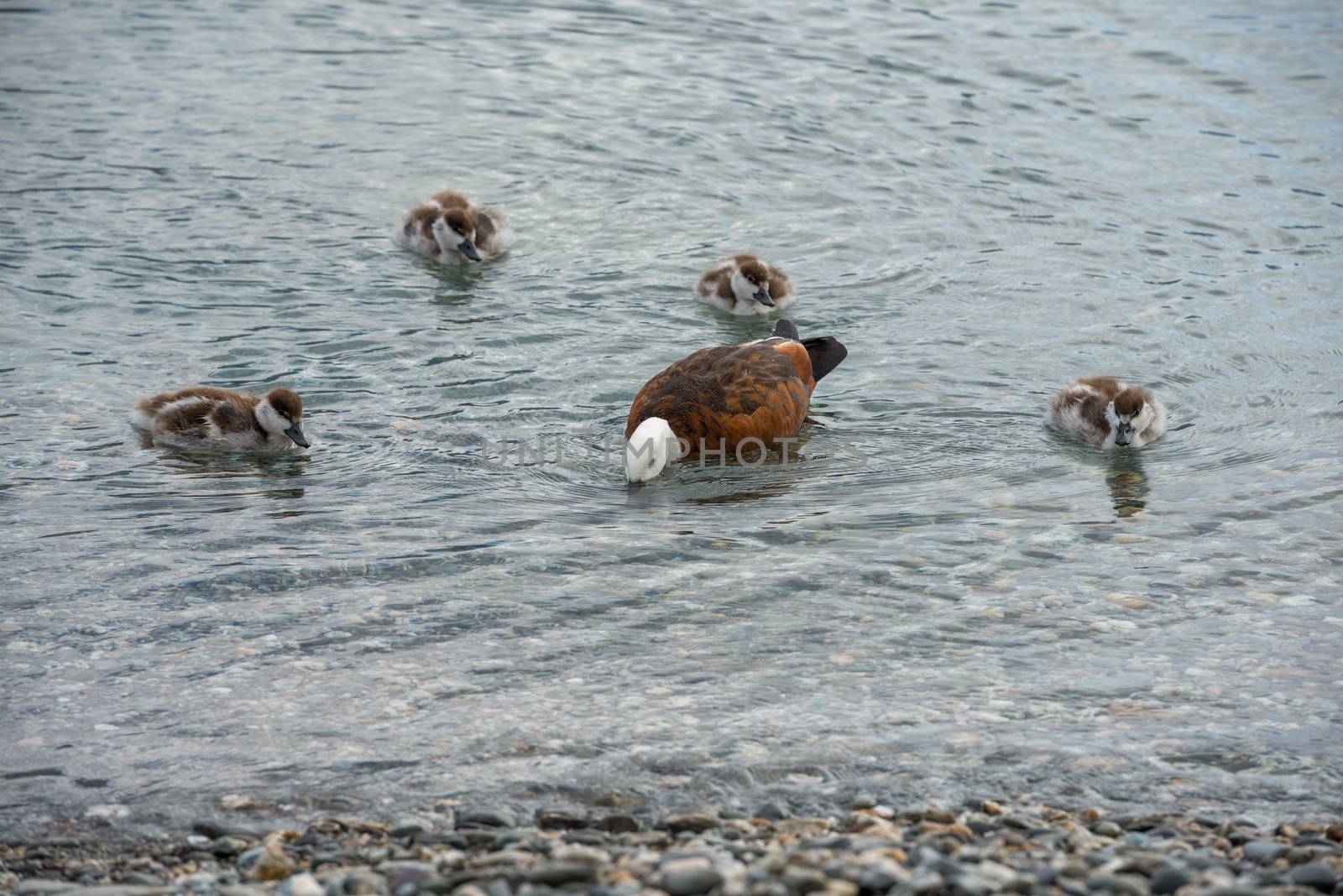 Mother duck is teaching her ducklings how to find food in the shallow water of Lake Wakatipu, New Zealand