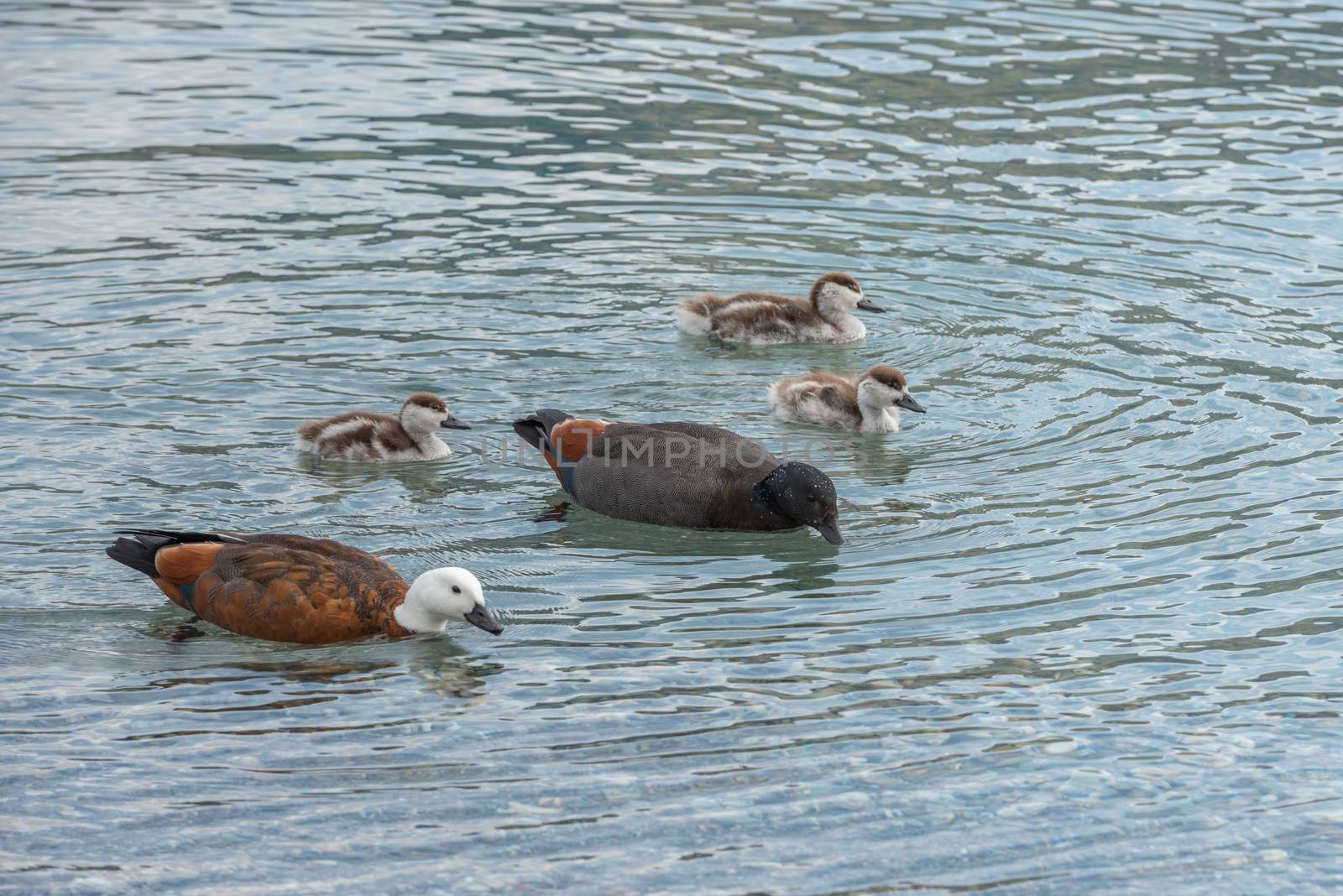 Mother and father ducks are teaching their ducklings how to find food in the shallow water of Lake Wakatipu, New Zealand