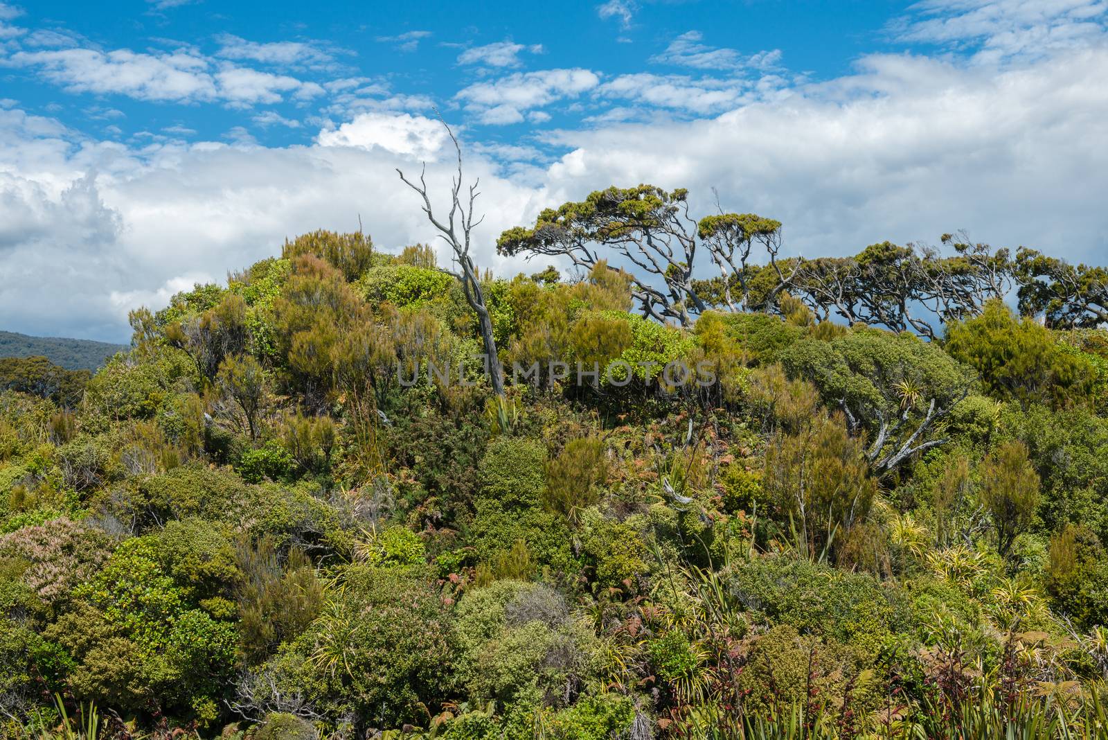 Old dead trees and impenetrable green jungle of Ship Creek at West Coast, New Zealand