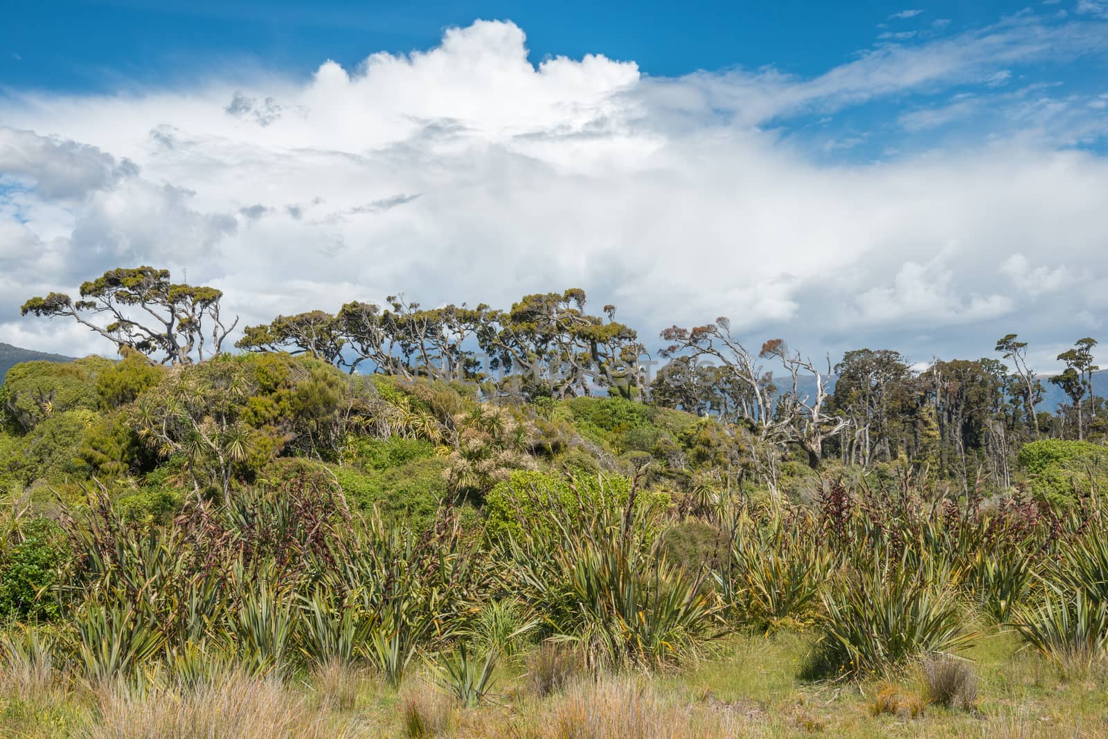 Old dead trees, green jungle and thundercloud near Ship Creek, New Zealand