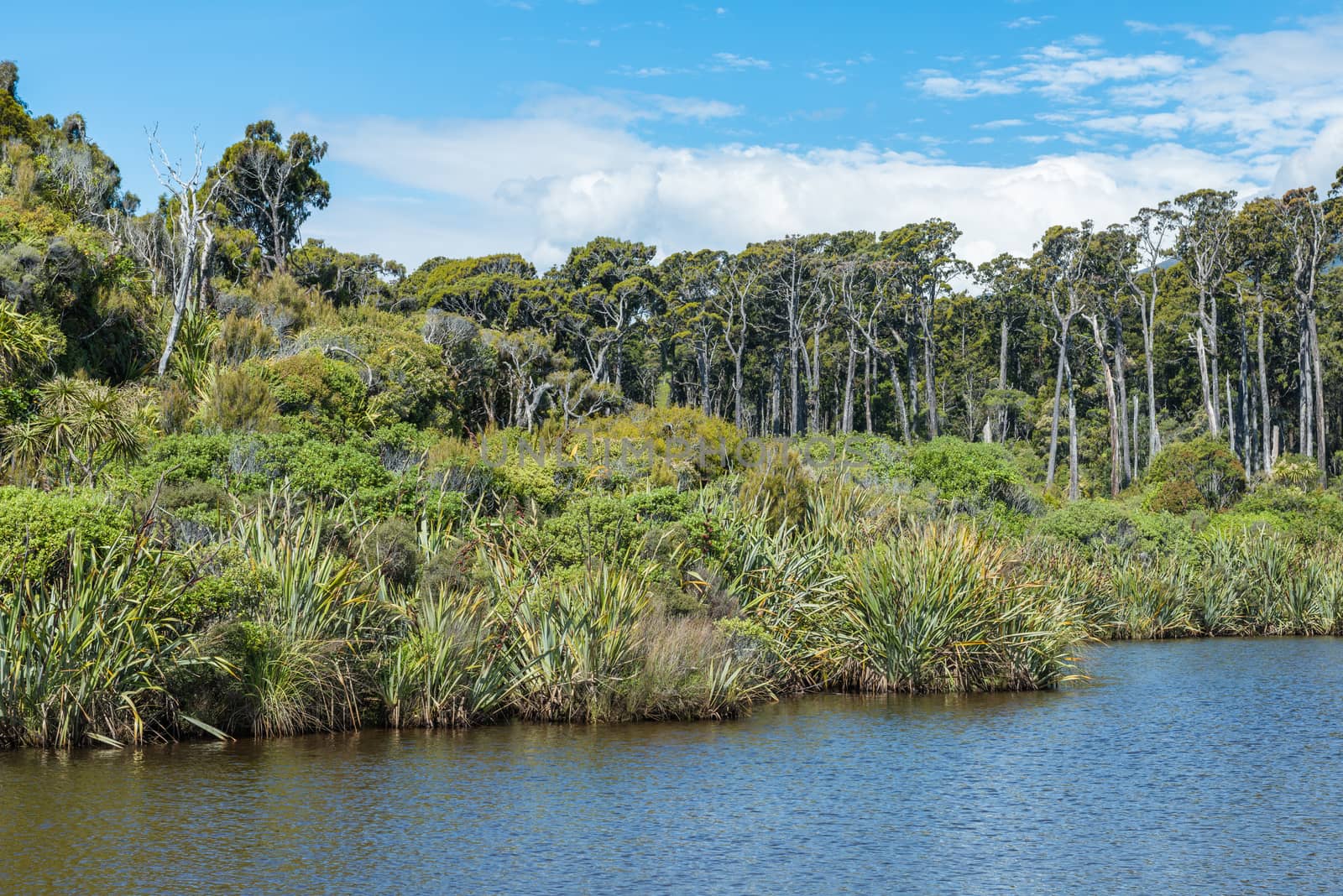 Blue cloudy sky, green juicy jungle and flat blue water near Ship Creek, New Zealand