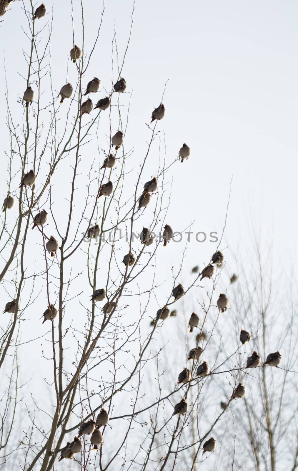 Group of waxwings sits on a tree by nemo269