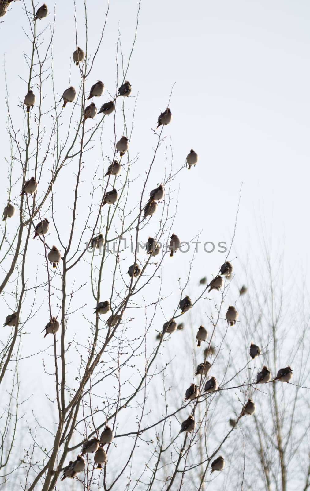 A lot of waxwings sit on the trees in a winter forest