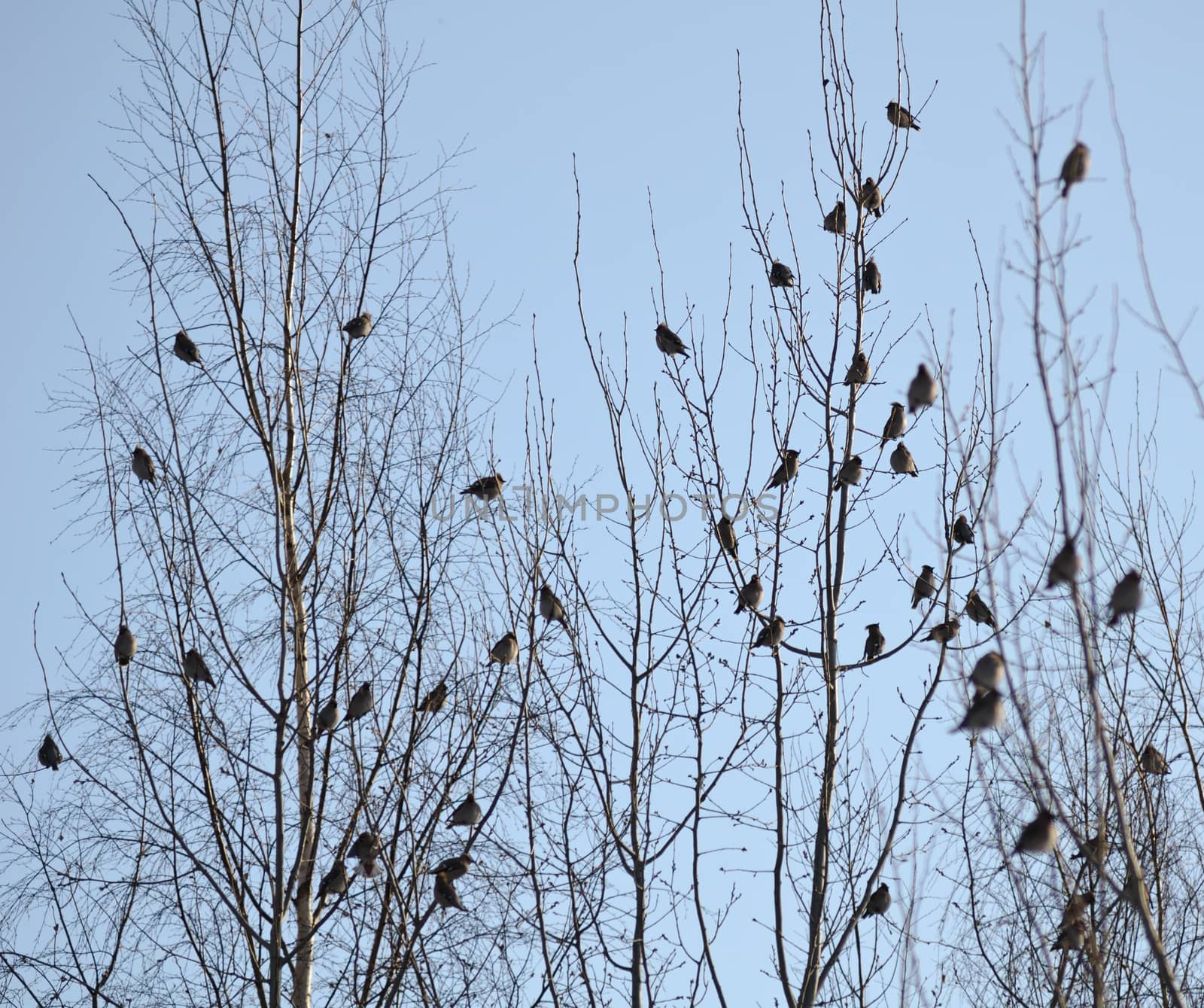 Group of waxwings sits on a tree by nemo269