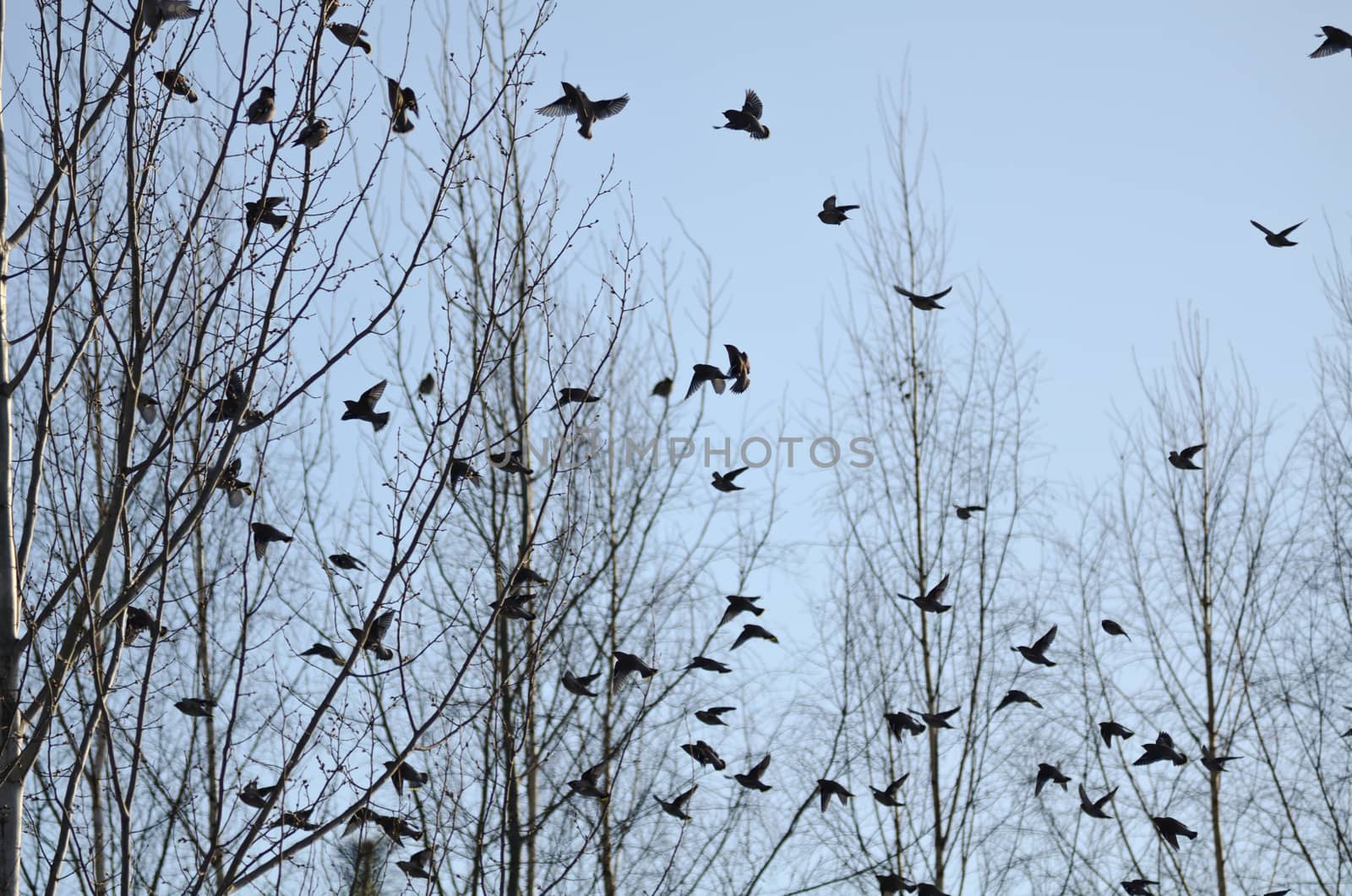 Group of waxwings sits on a tree by nemo269