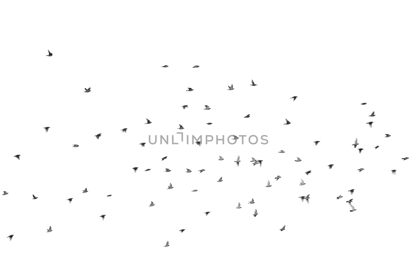 A lot of waxwing fly over the sky, isolated on white