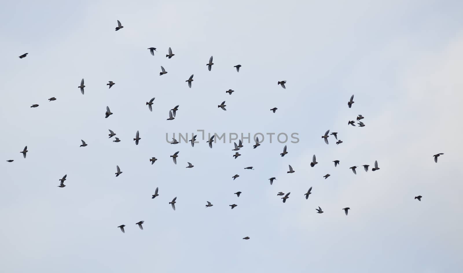 Group of waxwing flies over the sky by nemo269