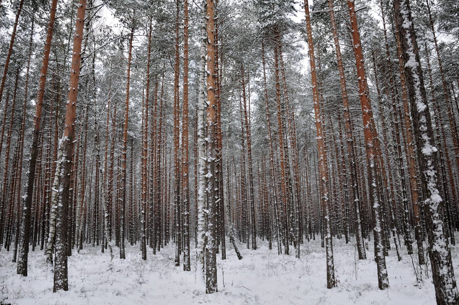 The winter pine tree forest and an interesting looking pattern of this view