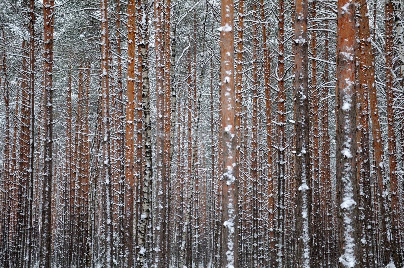 Close view of the winter pine tree forest by nemo269
