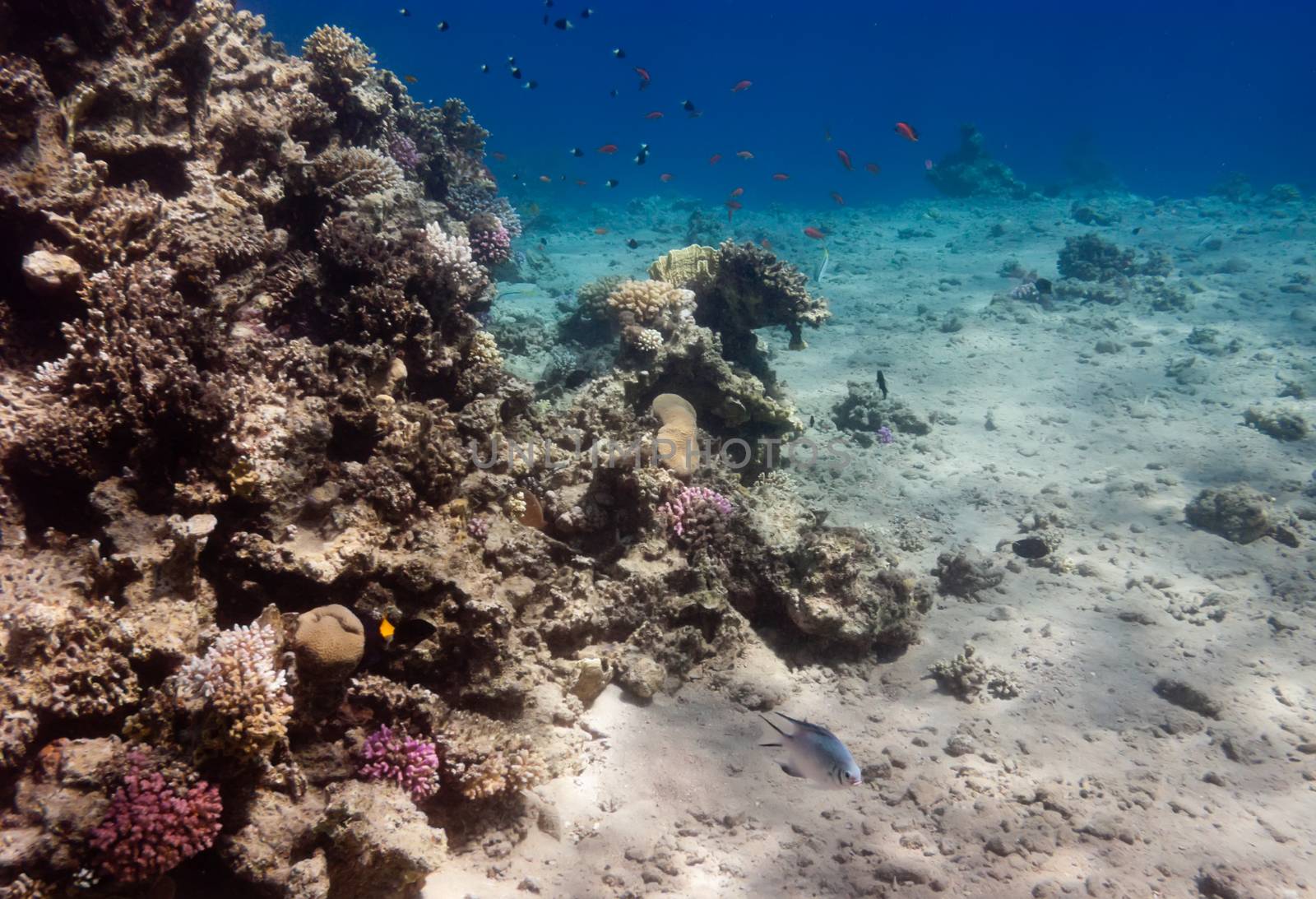 The underwater view of coral reef near Dahab, Egypt, in real (not amplified) colors.