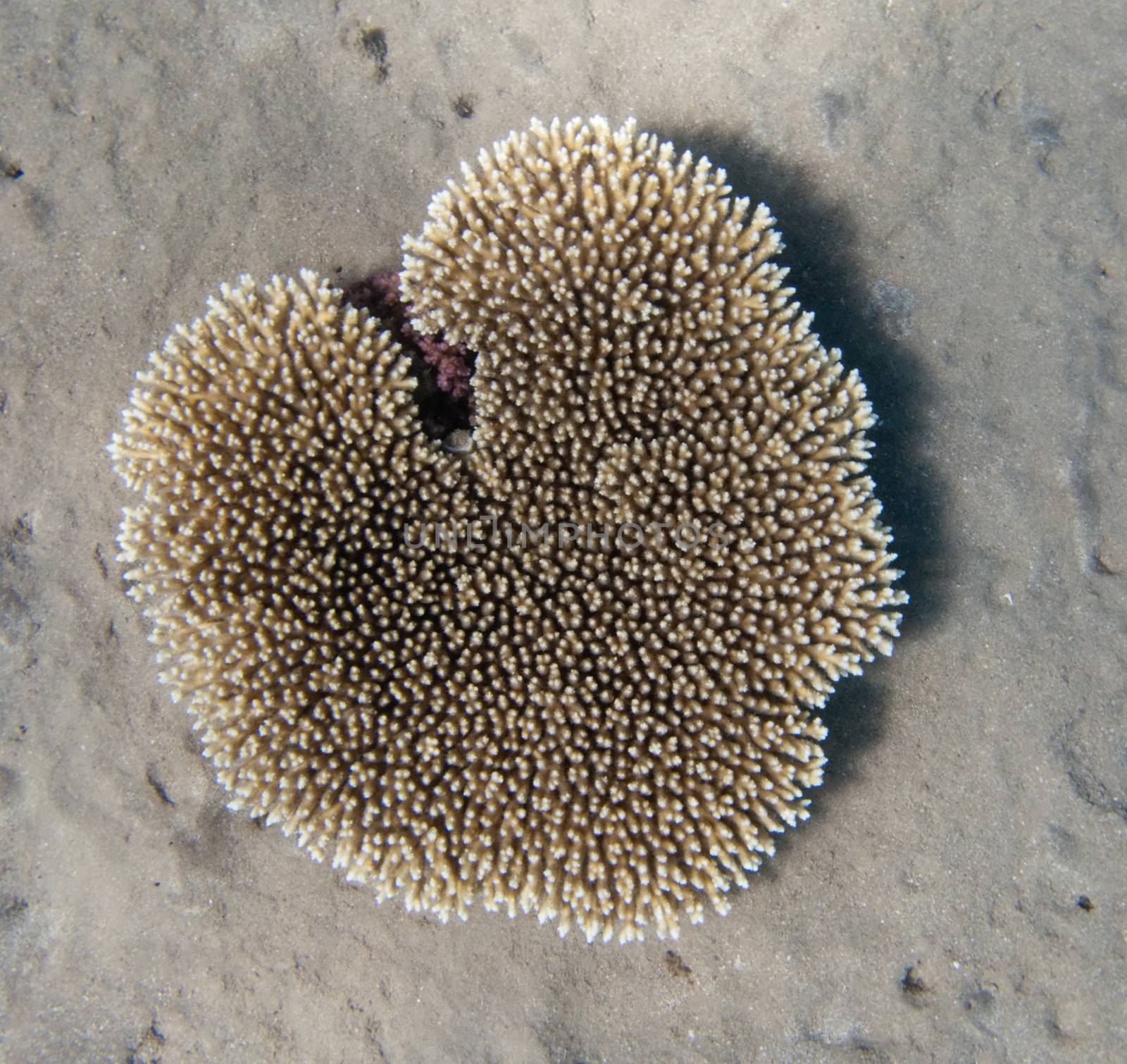 Heart-shaped Egyptian coral in the Three Polls bay