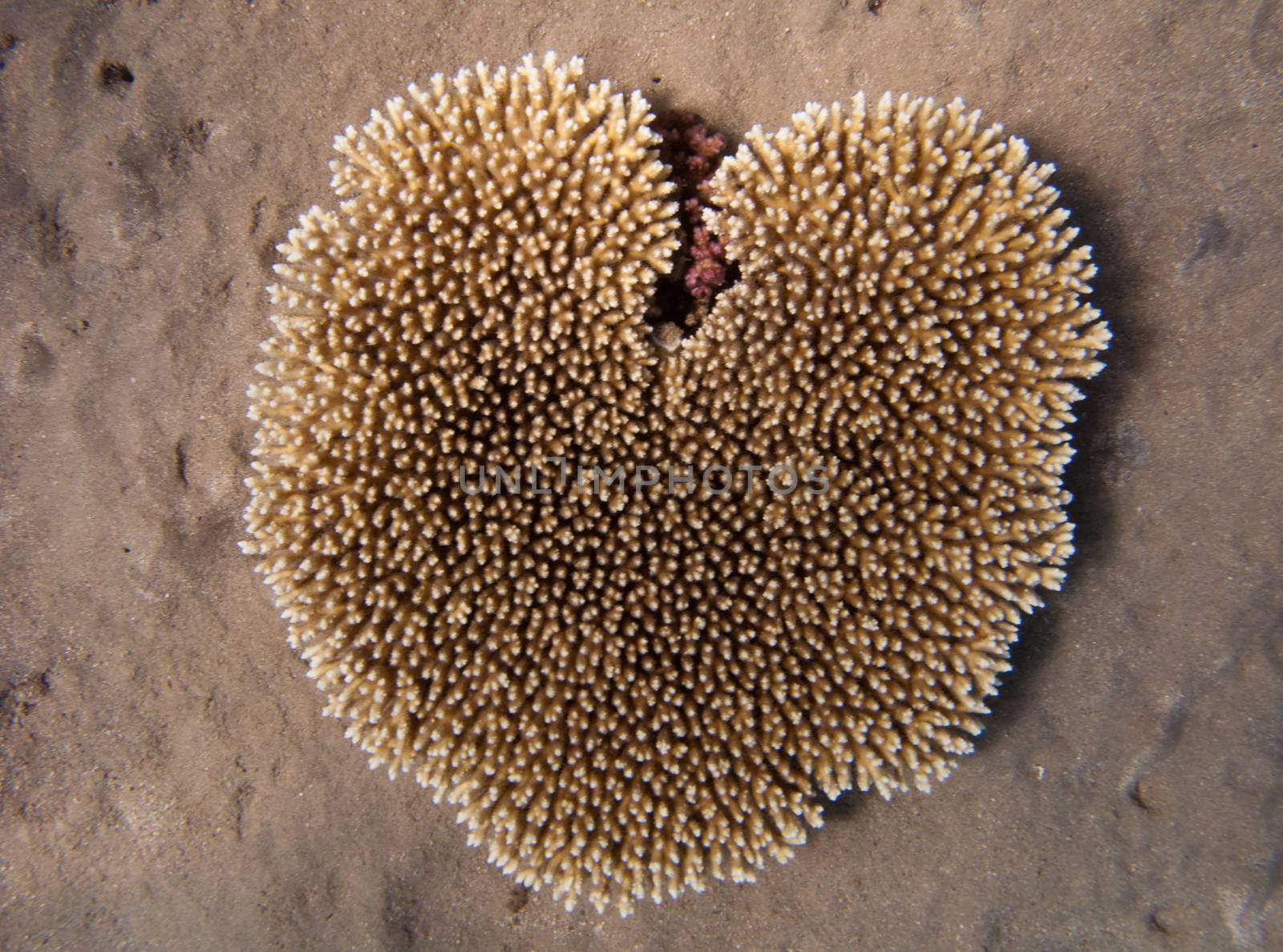 Heart-shaped Egyptian coral in the Three Polls bay