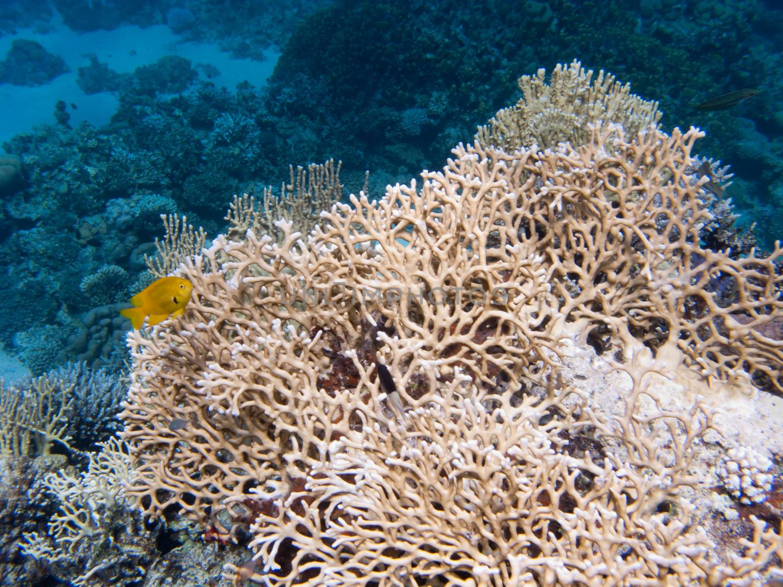 Huge Egyptian coral with a small yellow fish at the first plane and blue depth on the second plane