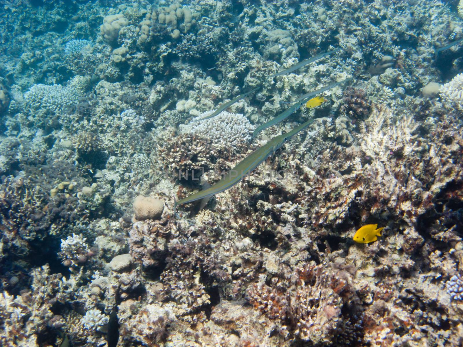 Some flute fishes above Egypt reef by nemo269